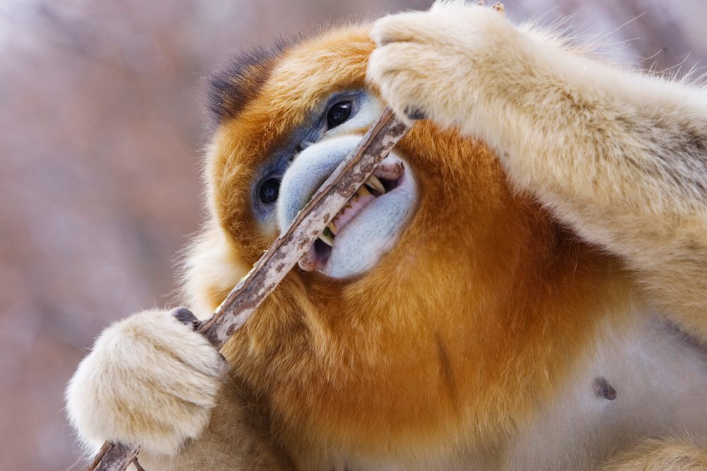 Golden monkey biting branch, shaanxi province
