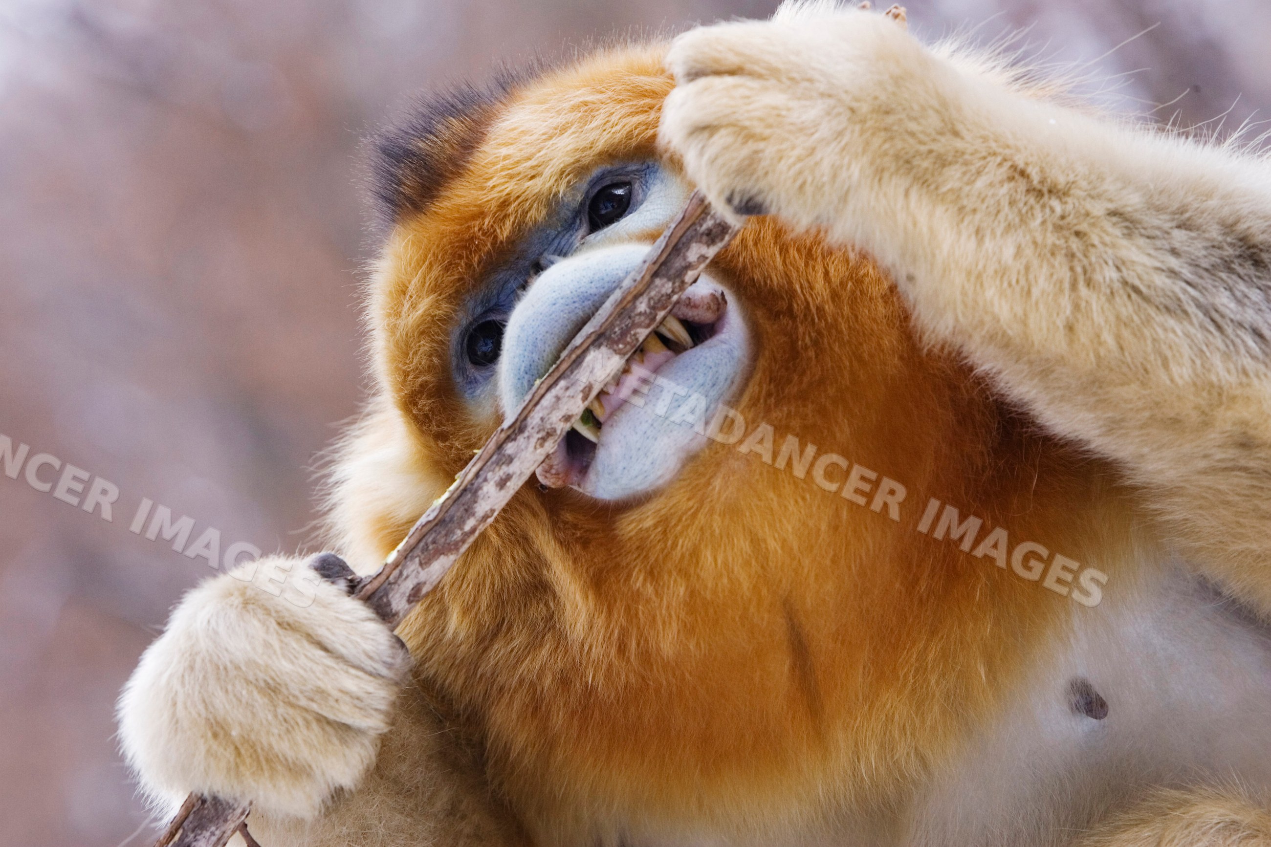 Golden monkey biting branch, shaanxi province