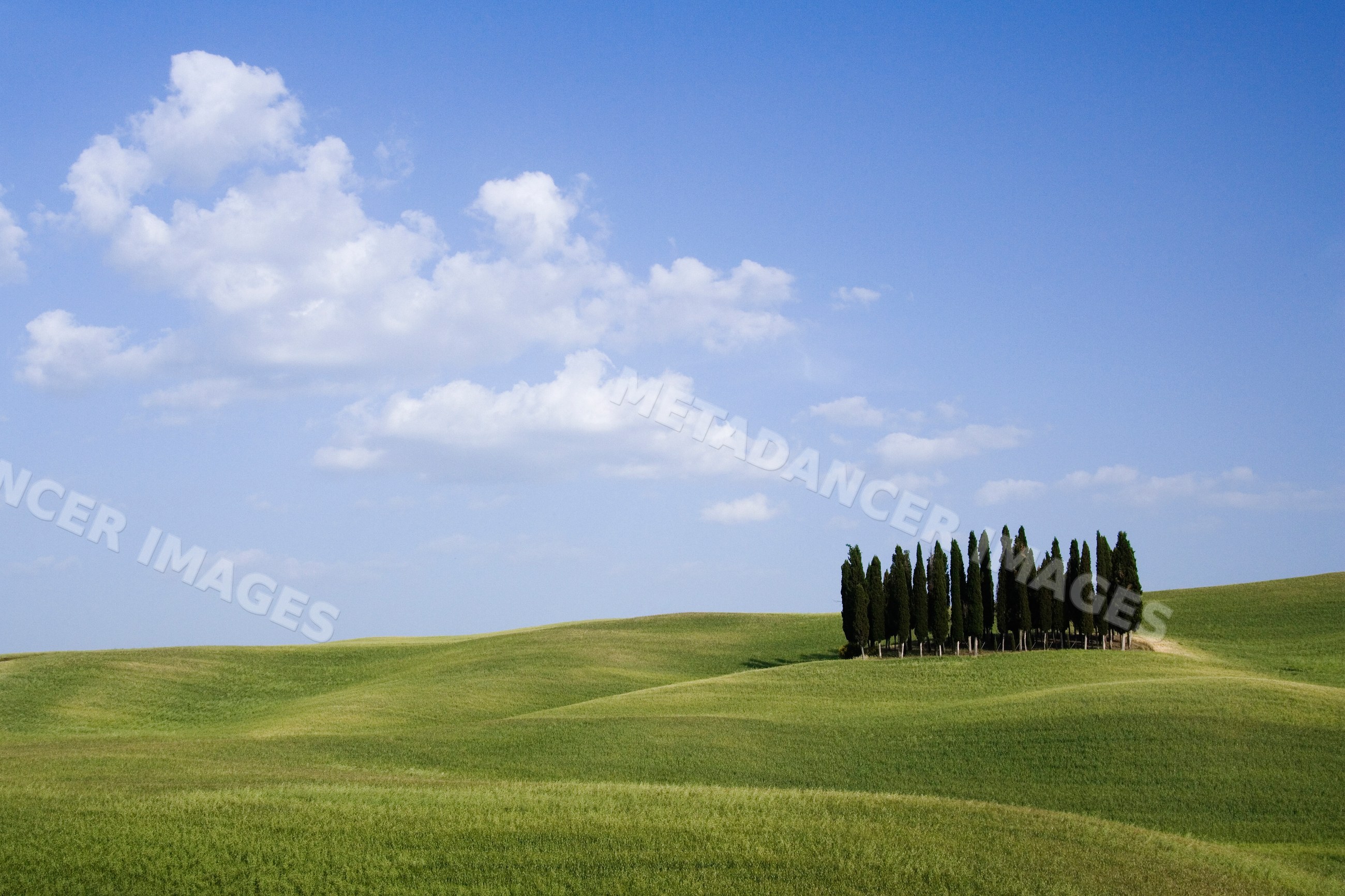 Grove of cypress trees on rolling hills, italy