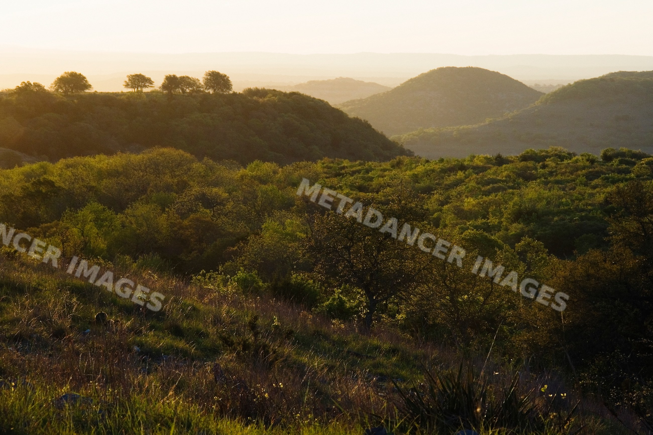 Rolling hills and trees at sunset