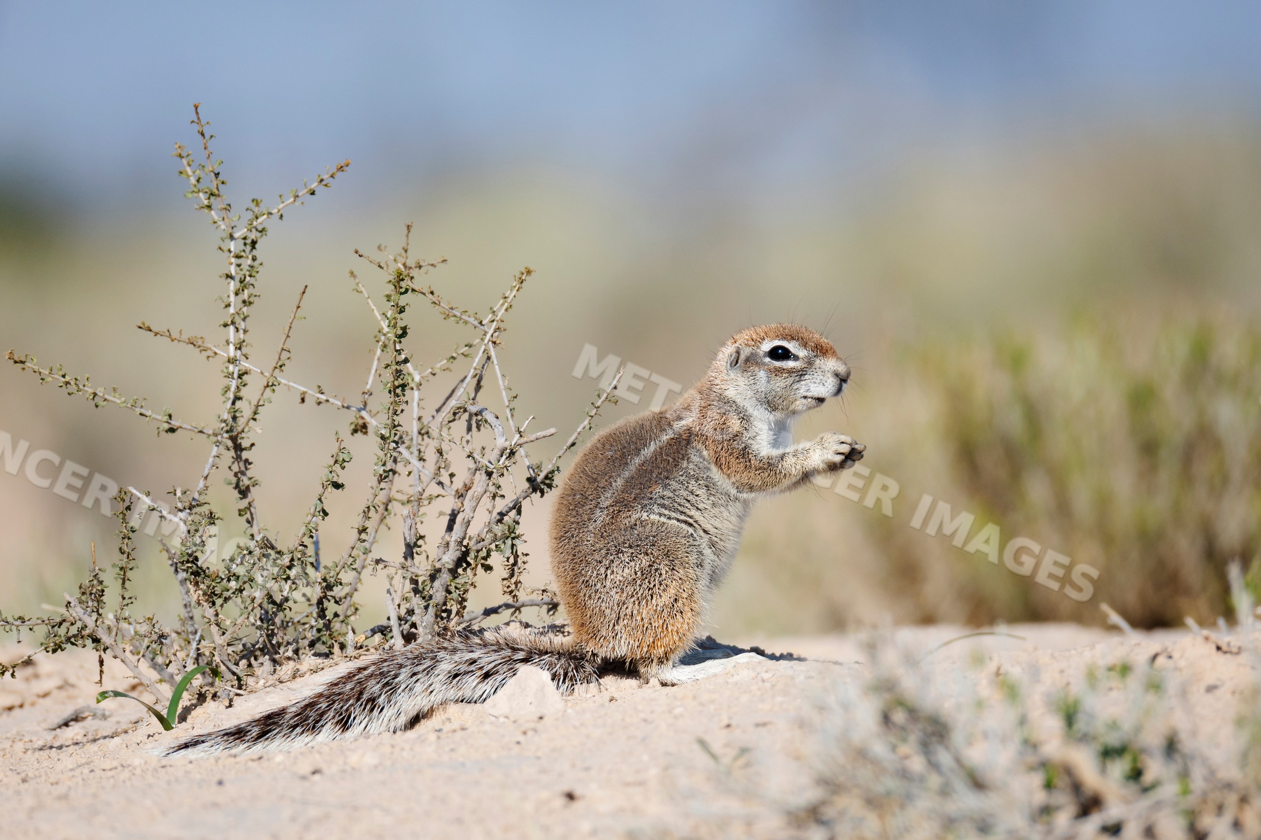 African Ground Squirrel sitting in Kalahari Desert near dry shrubs