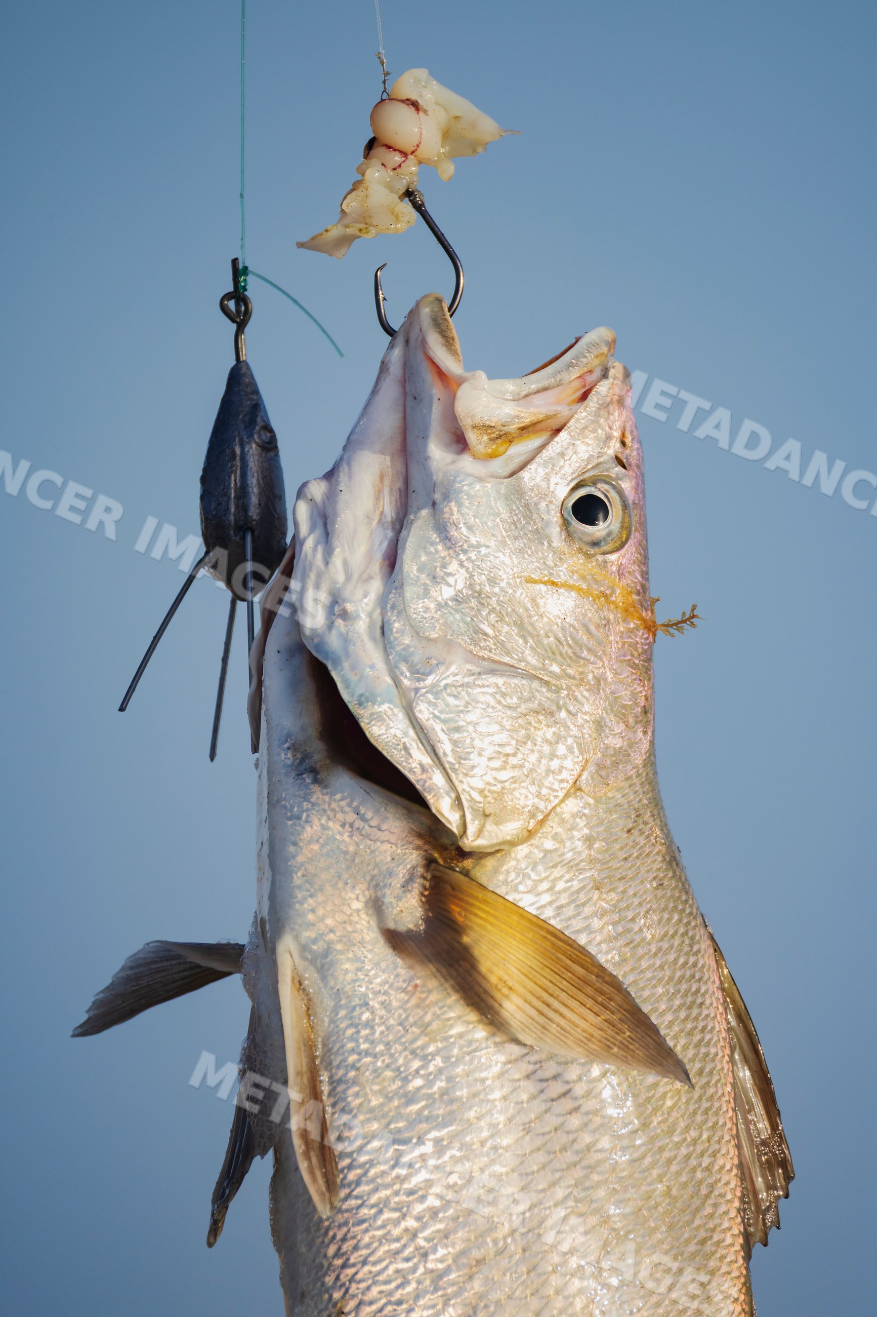 Fish caught on bait in Skeleton Coast National Park Namibia