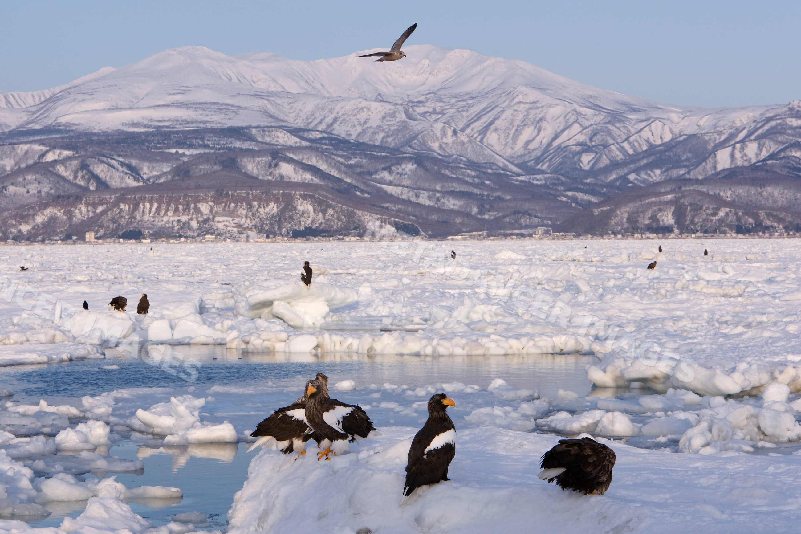 Steller's sea eagles on ice floe japan