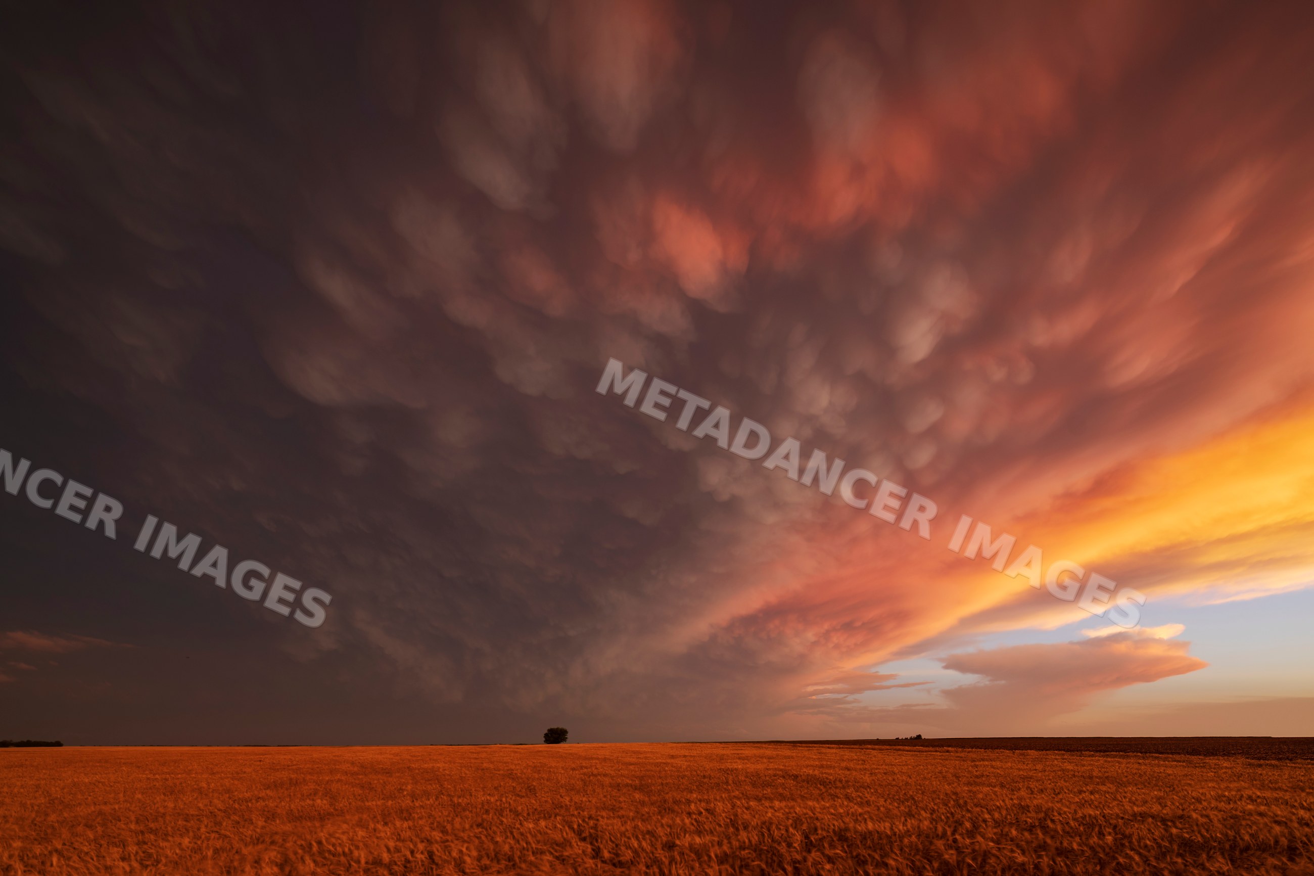 Mammatus clouds forming dramatic patterns at Sunset over kansas field
