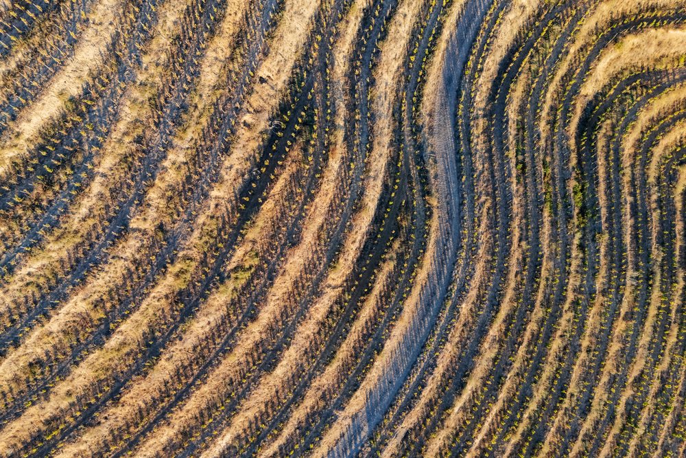 Curved rows of grape Vines in terraced vineyard in tokaj, Hungary