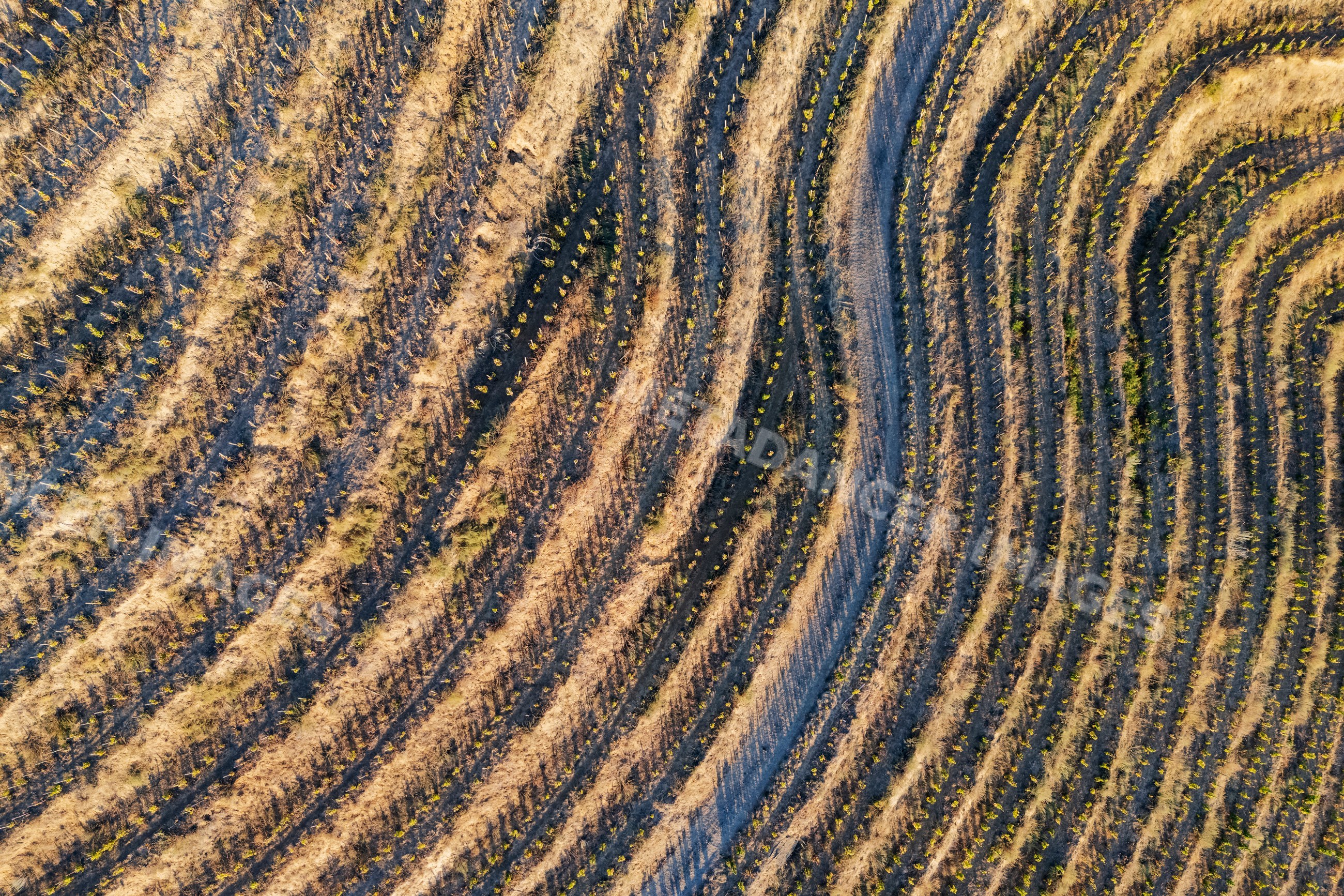 Curved rows of grape Vines in terraced vineyard in tokaj, Hungary