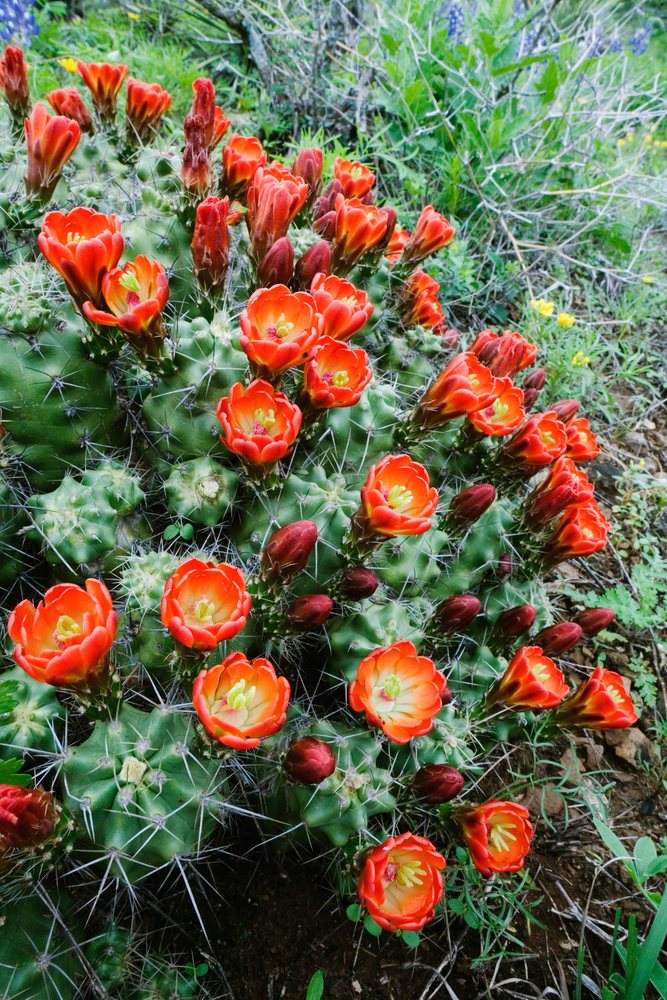Claret cup cactus blooming outdoor terrain