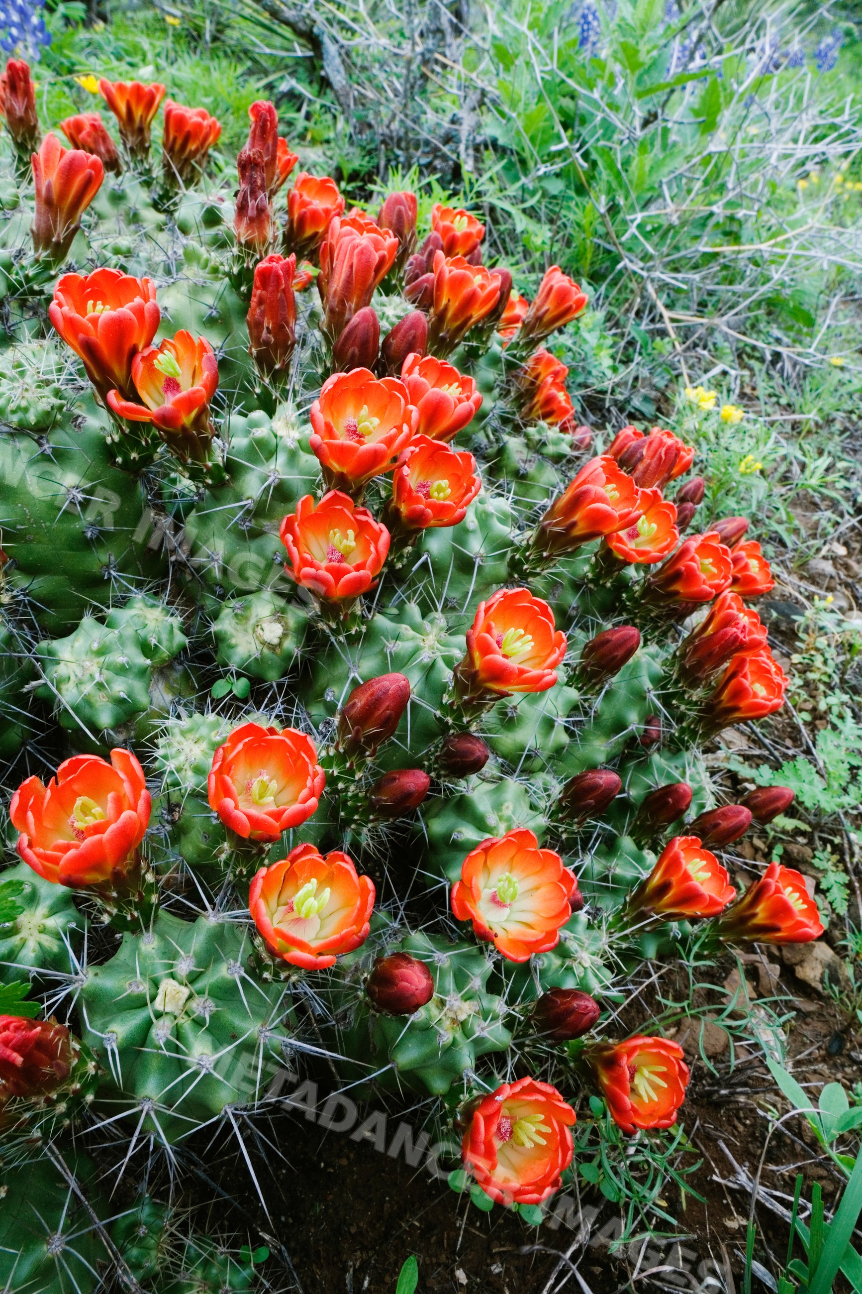 Claret cup cactus blooming outdoor terrain