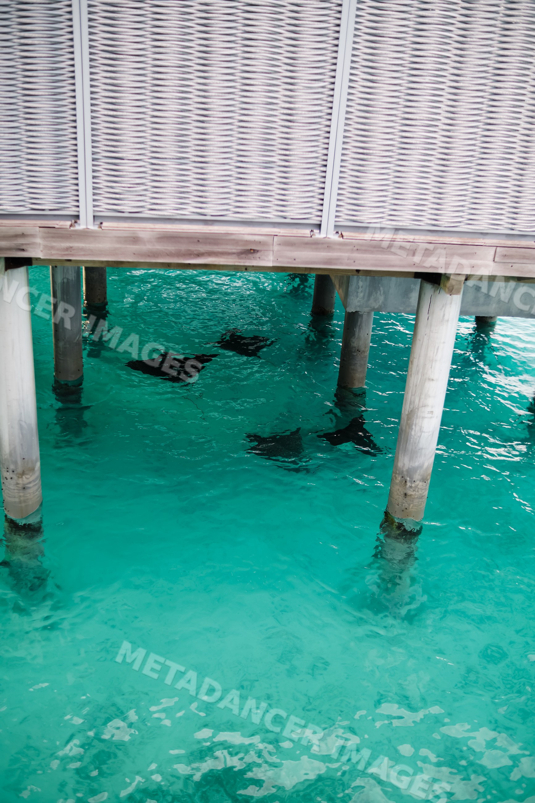 Stingrays swim under a wooden pier in clear waters