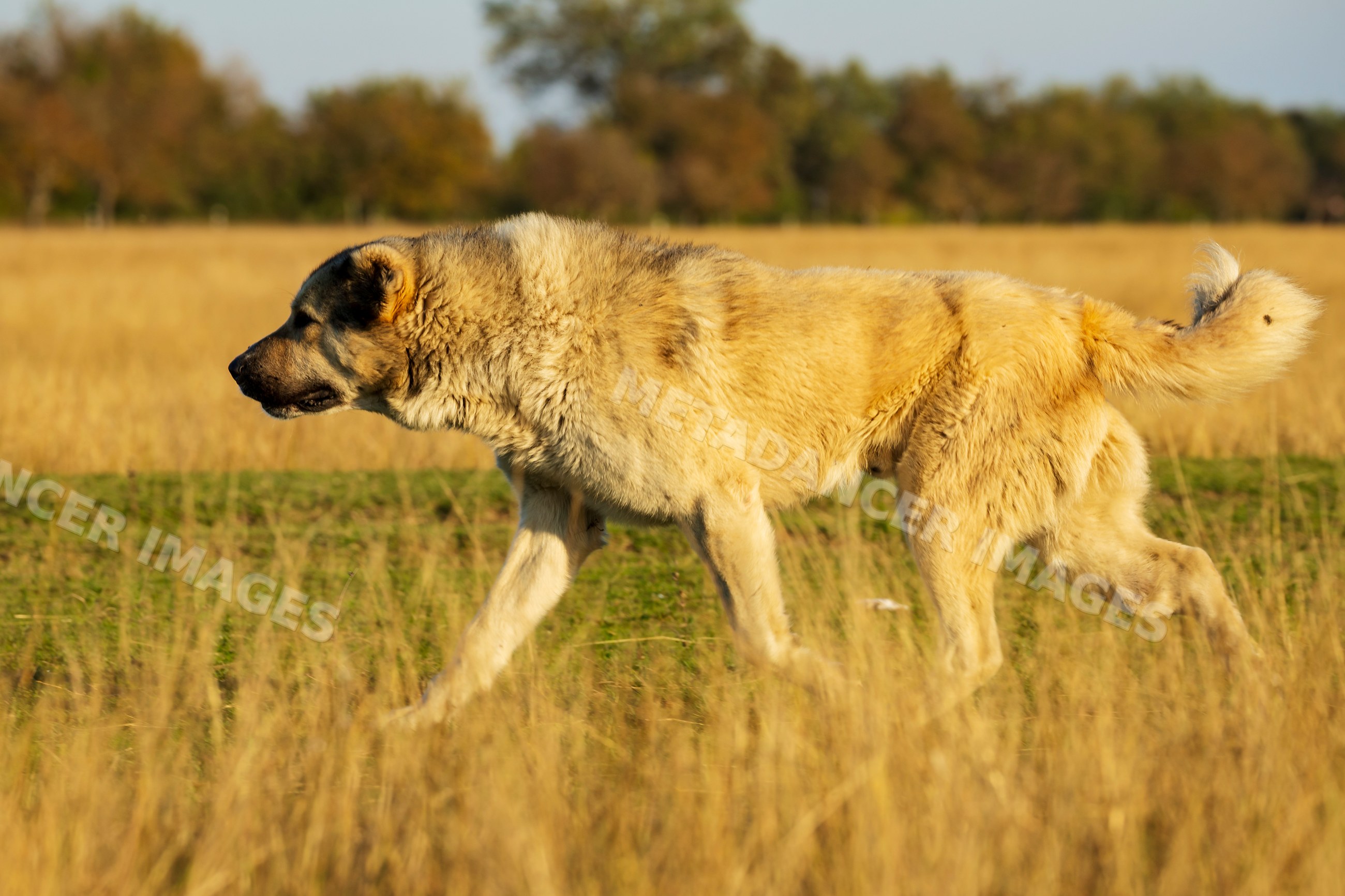 Georgian Shepherd Dog walking in grassy field