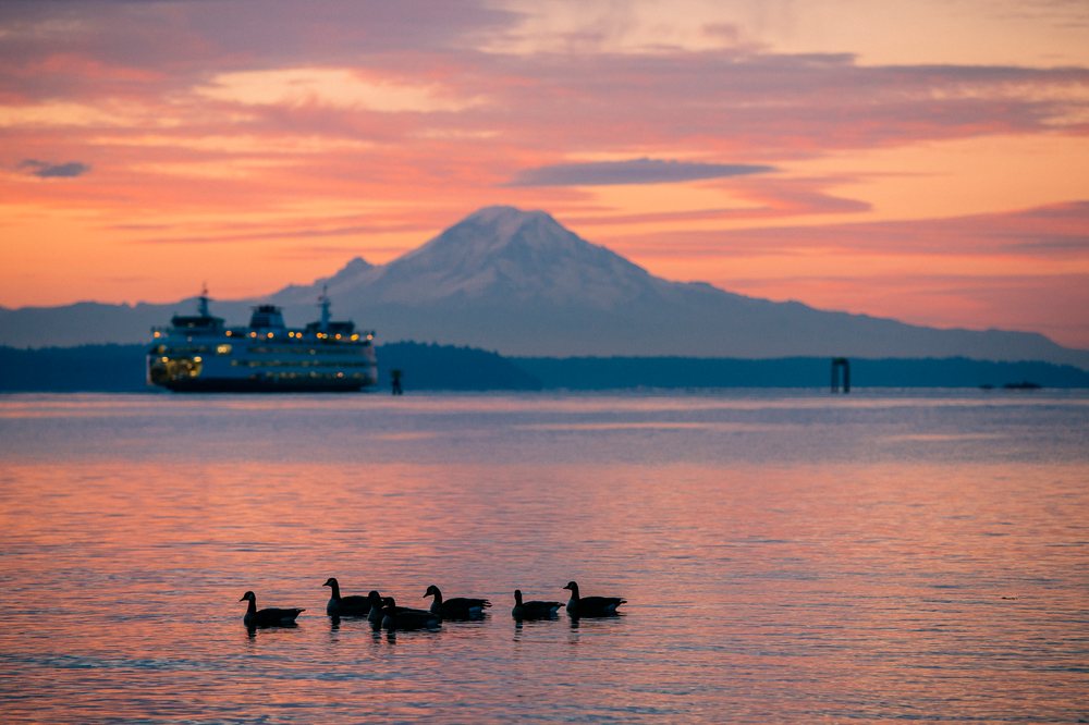 Ducks swimming with ferry and mount rainier sunset view