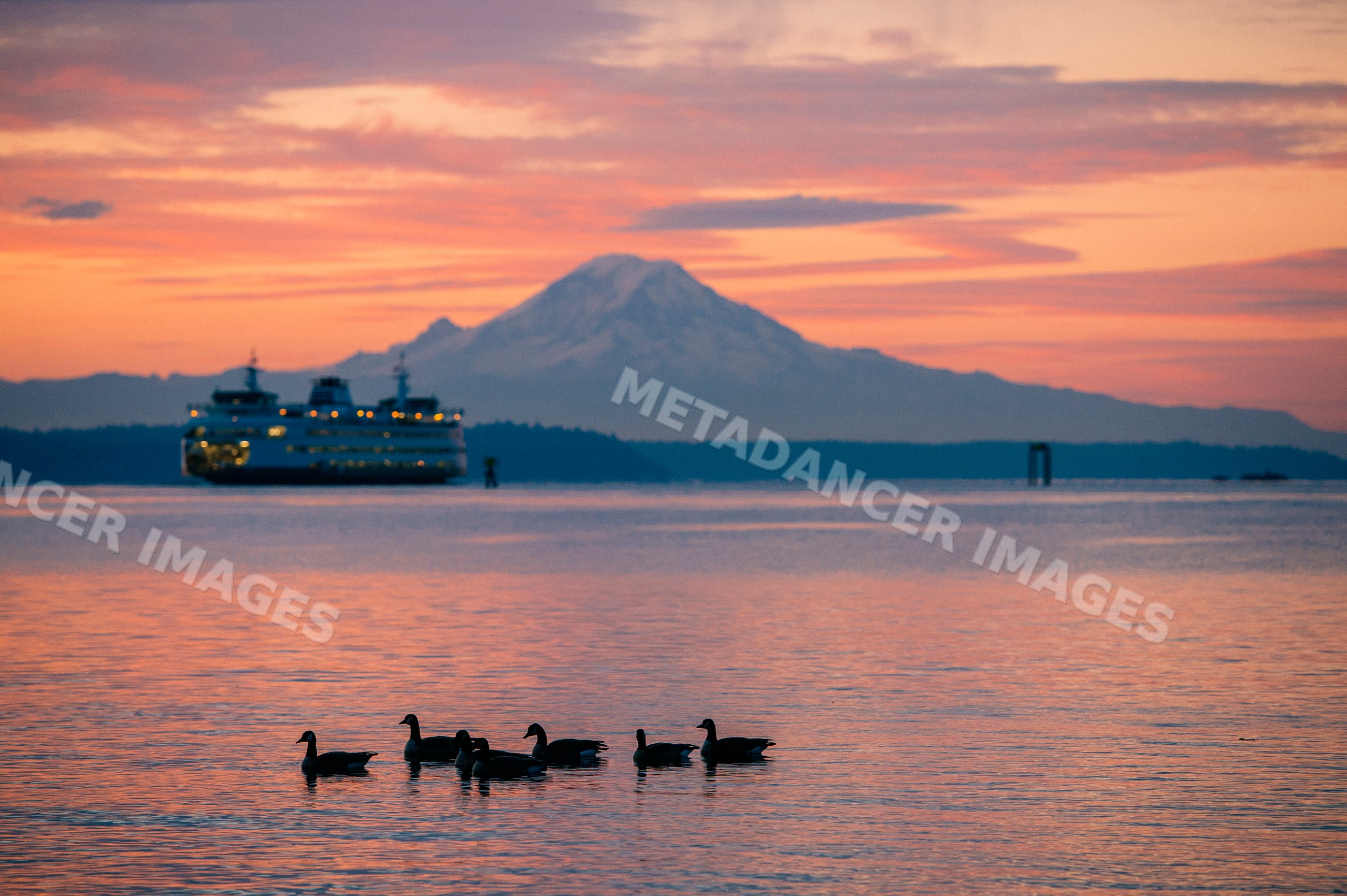 Ducks swimming with ferry and mount rainier sunset view