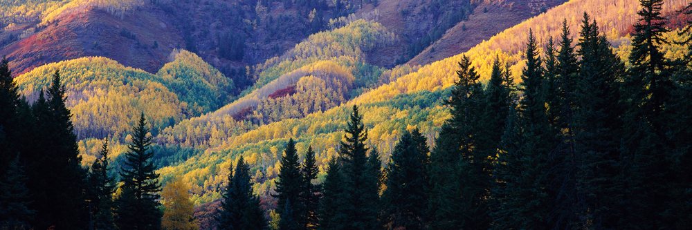 Mountain with trees showing autumn colors and evergreen pine forest