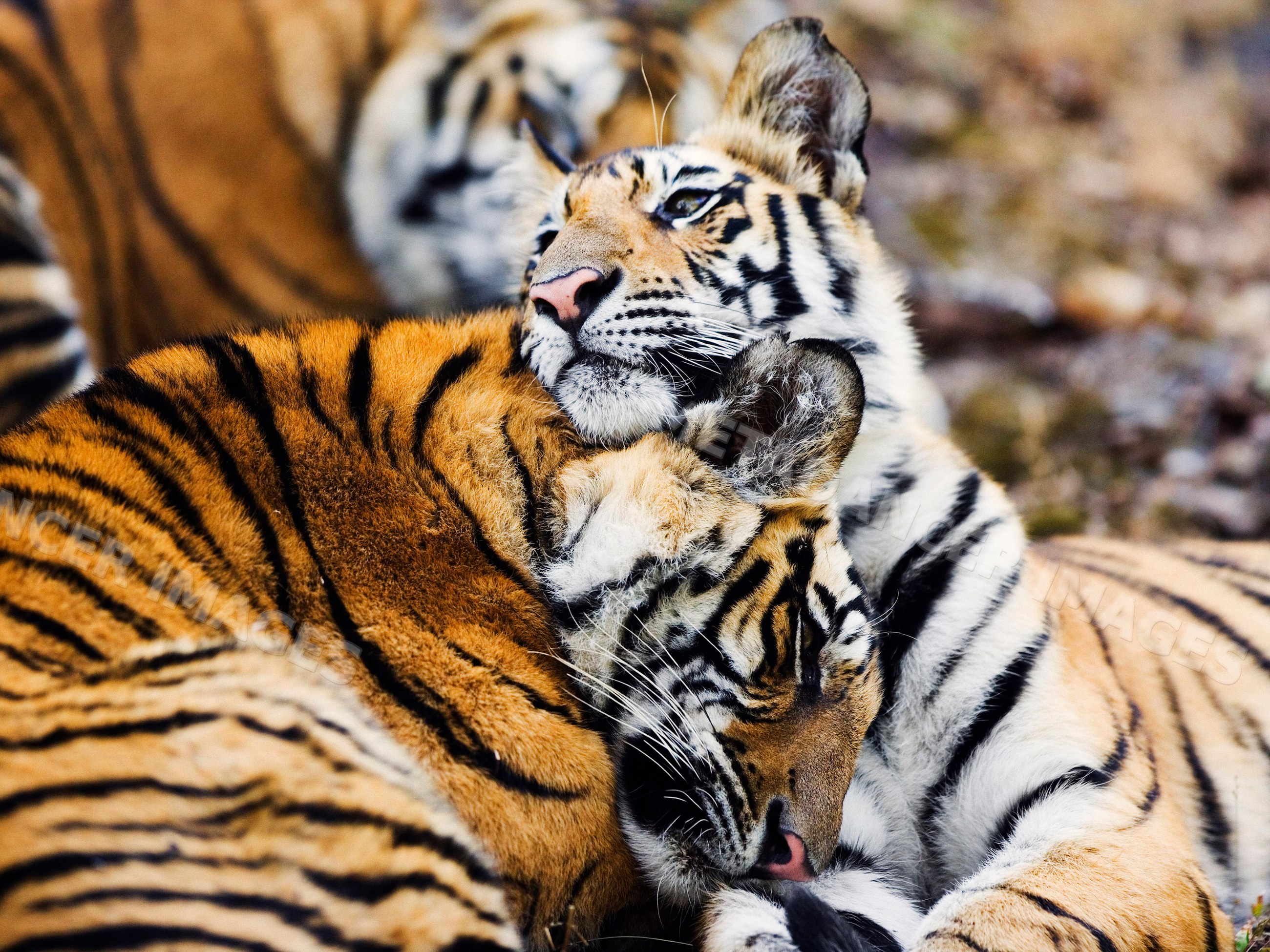Two tiger cubs cuddling and resting closely in the wild