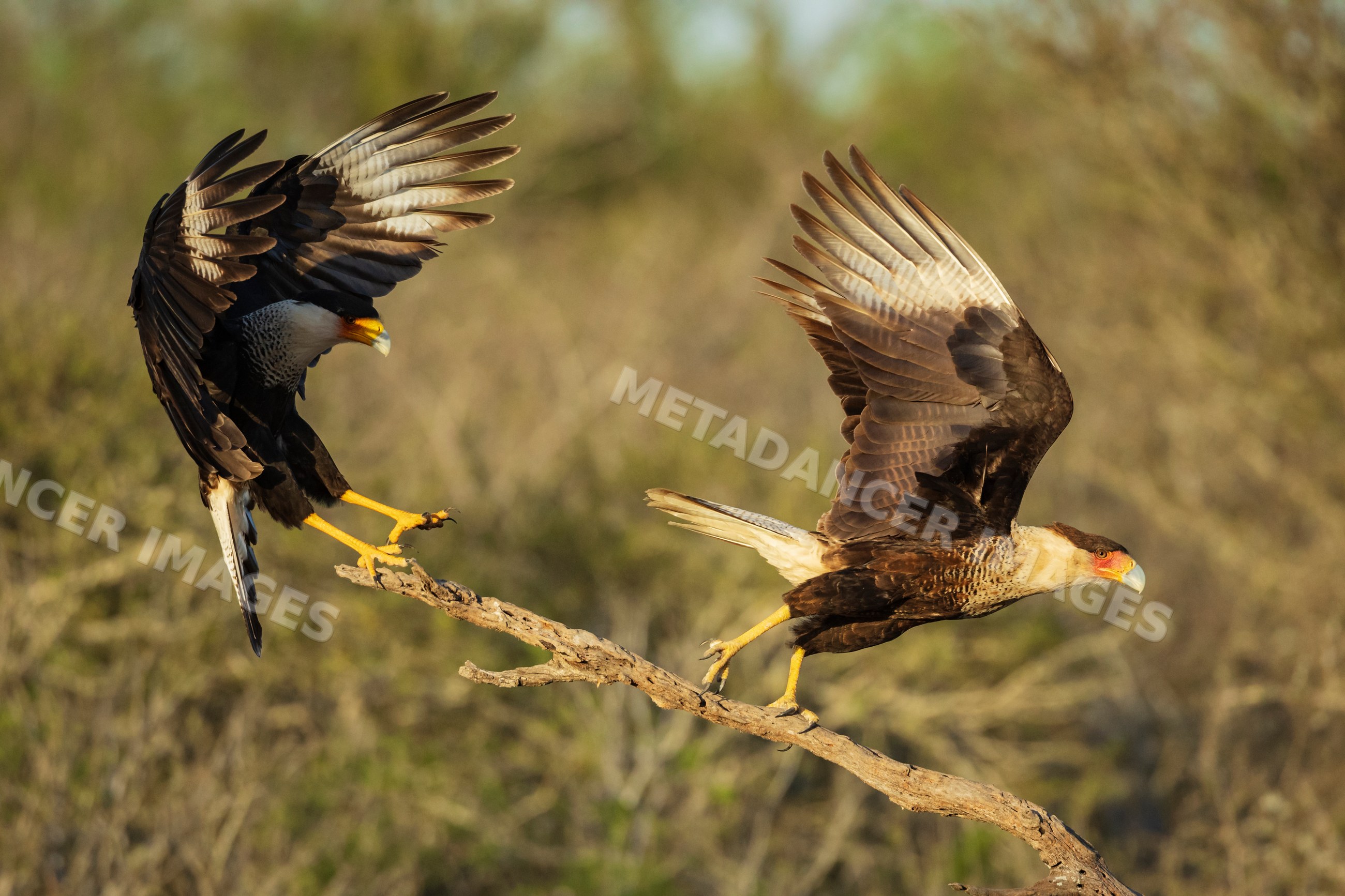 Caracara birds landing on a dead tree branch