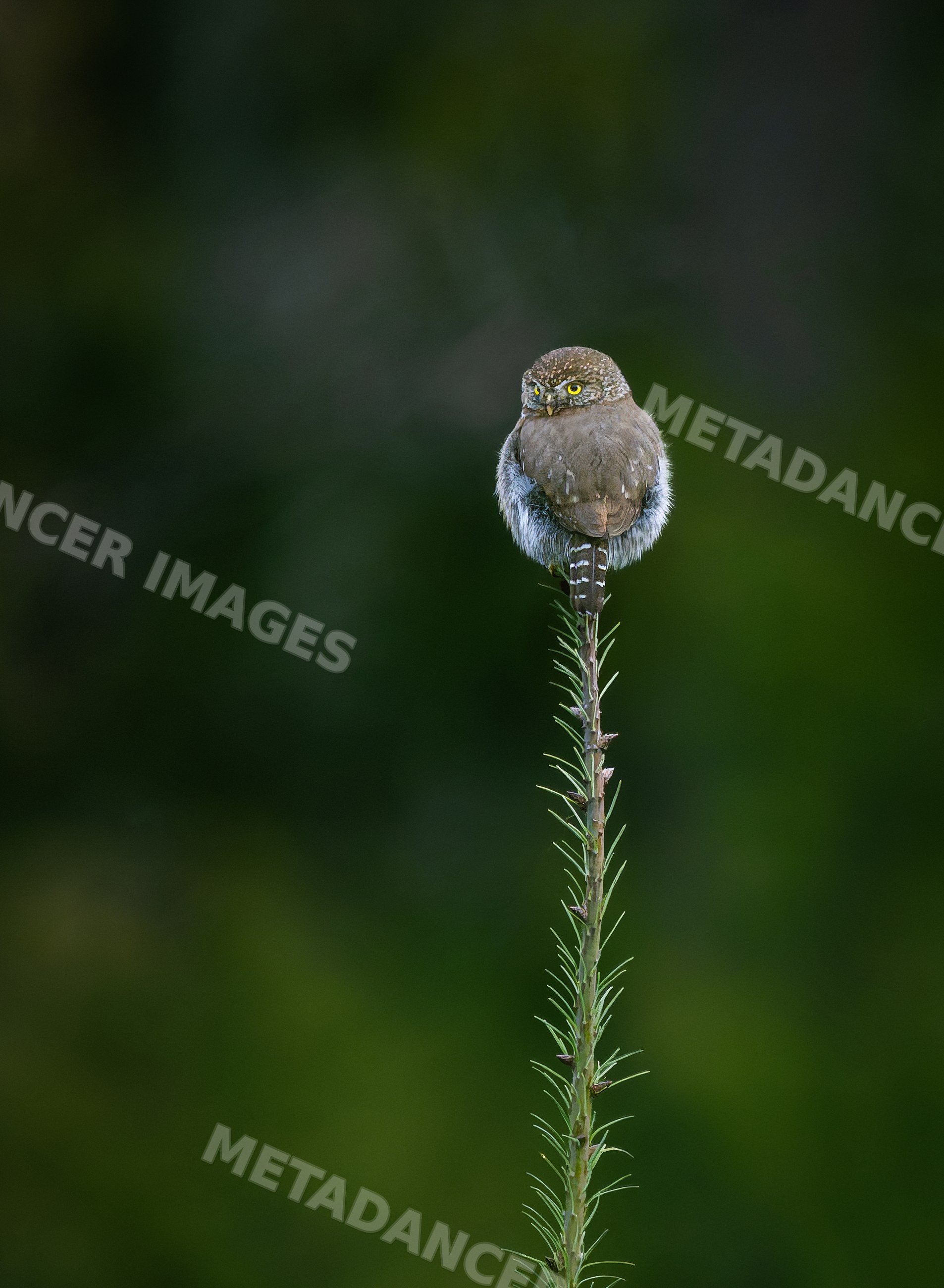 Northern pygmy owl perched on slender conifer branch in forest