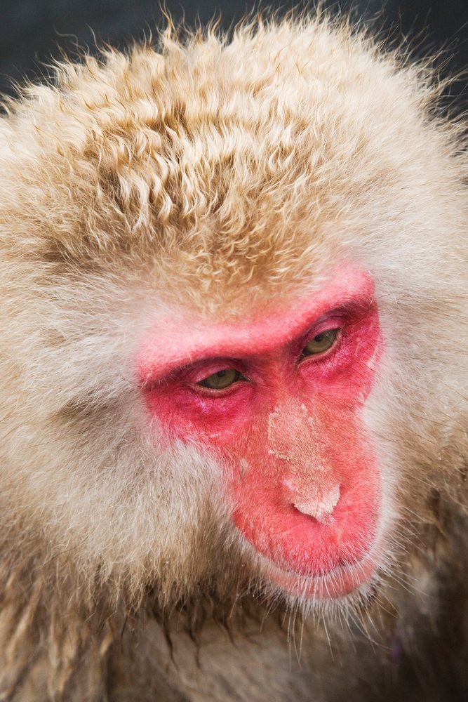 Close-up portrait of Japanese macaque with red face in winter