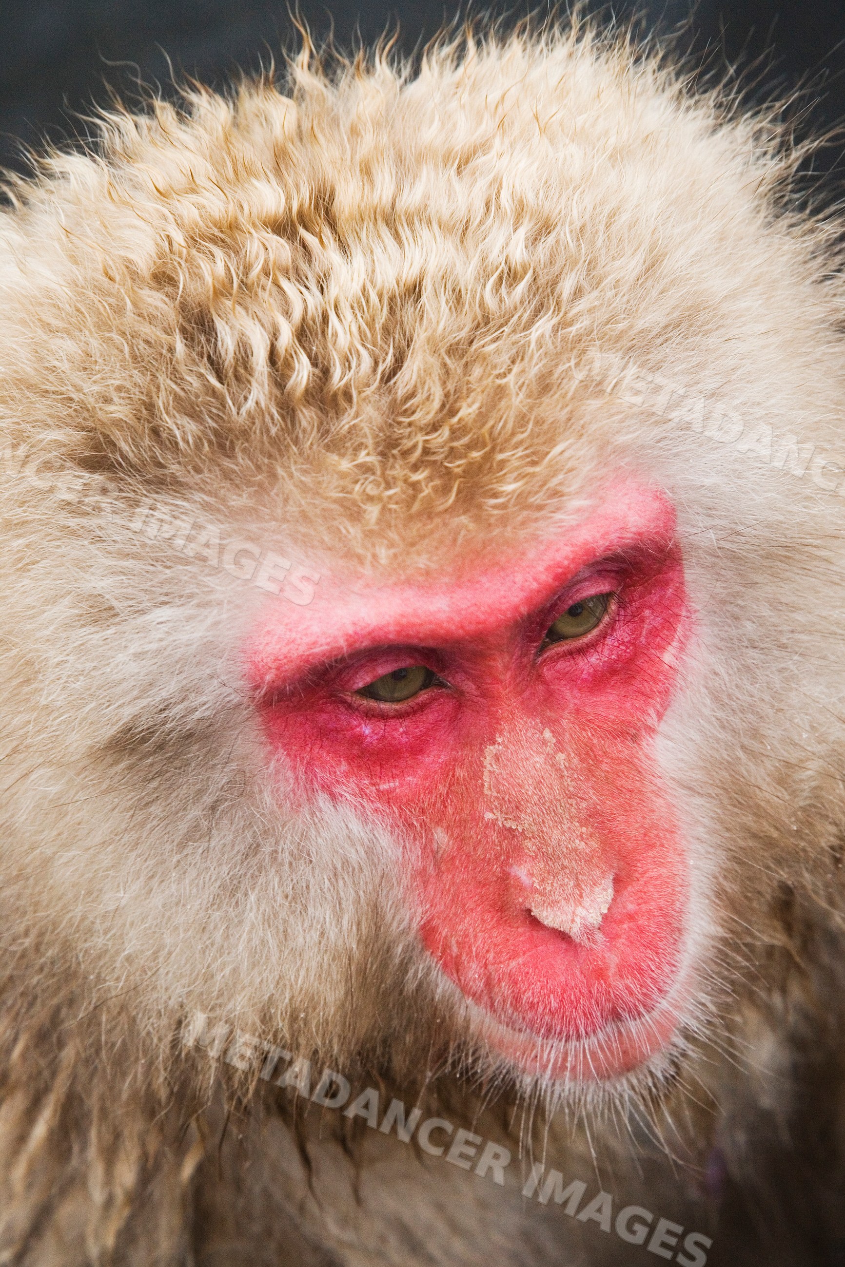 Close-up portrait of Japanese macaque with red face in winter