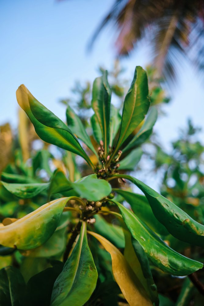 Close-up view of tropical green leaves brightened by sunlight