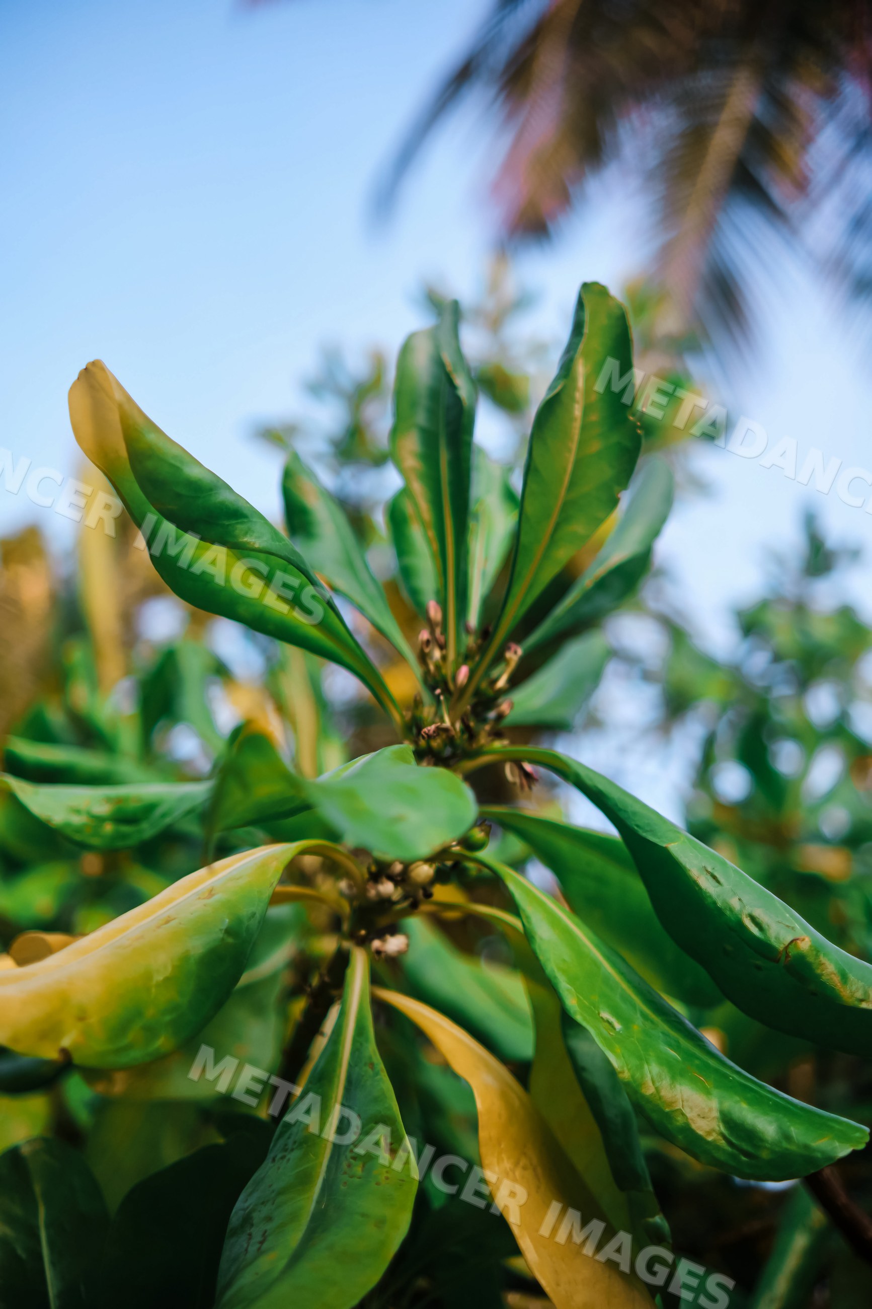 Close-up view of tropical green leaves brightened by sunlight