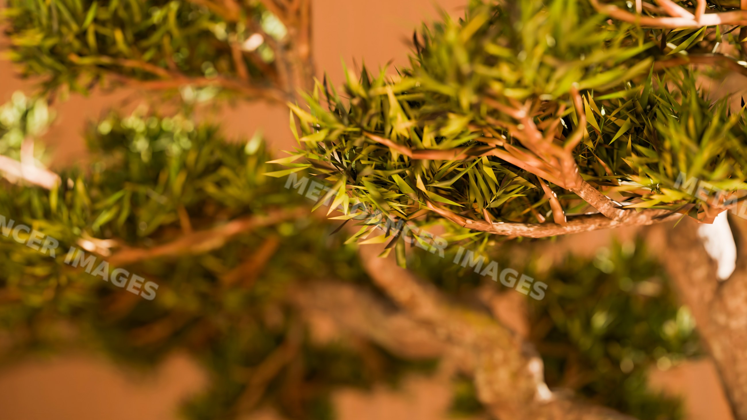 Bonsai tree with intricate woody branches and lush green leaves