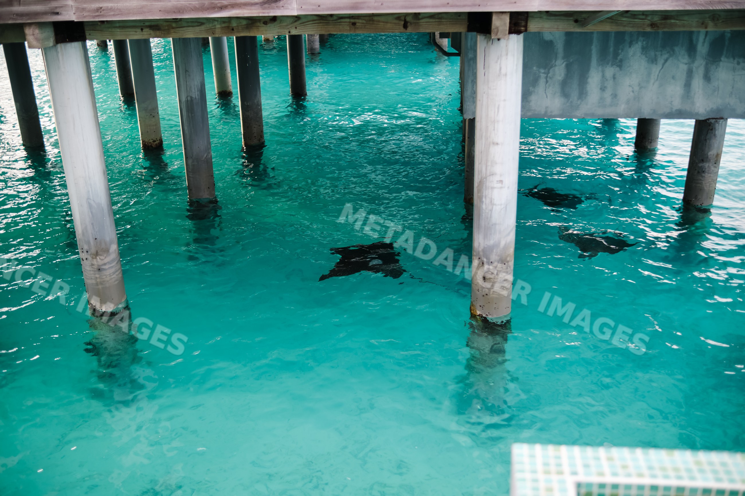 Three manta rays swimming under pier pillars