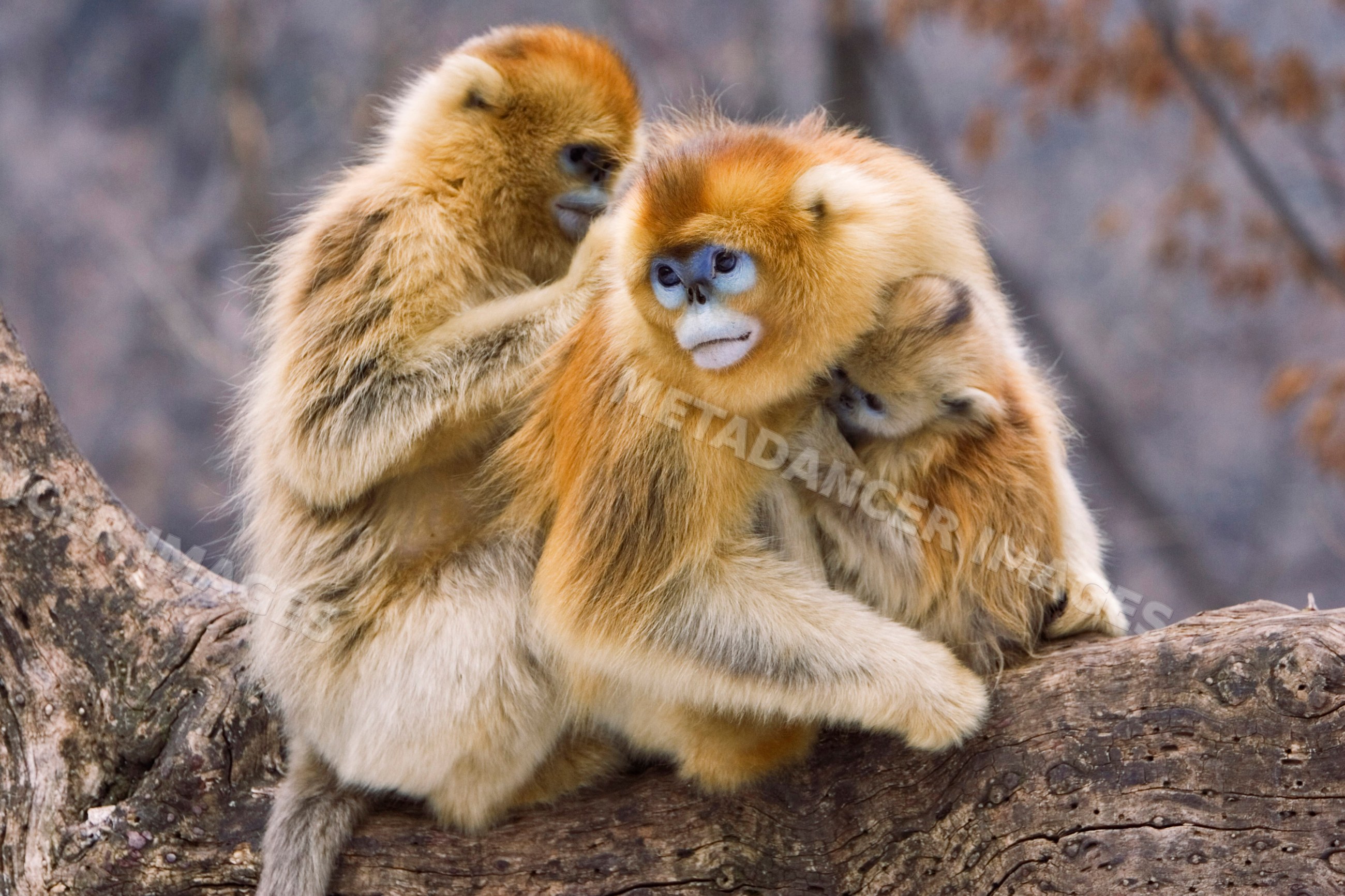 Golden monkeys grooming on tree branch