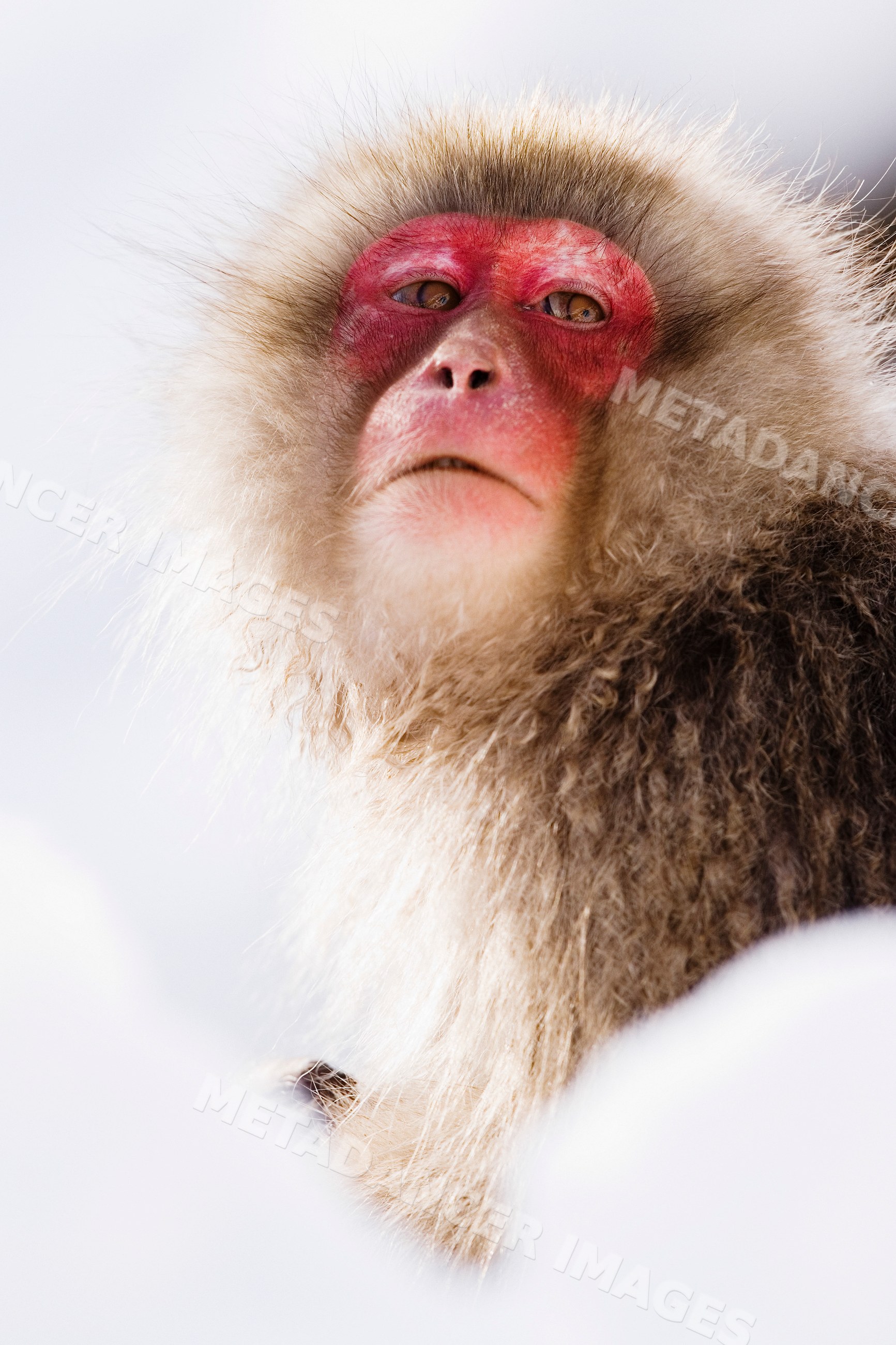 Japanese macaque with red face in winter snow