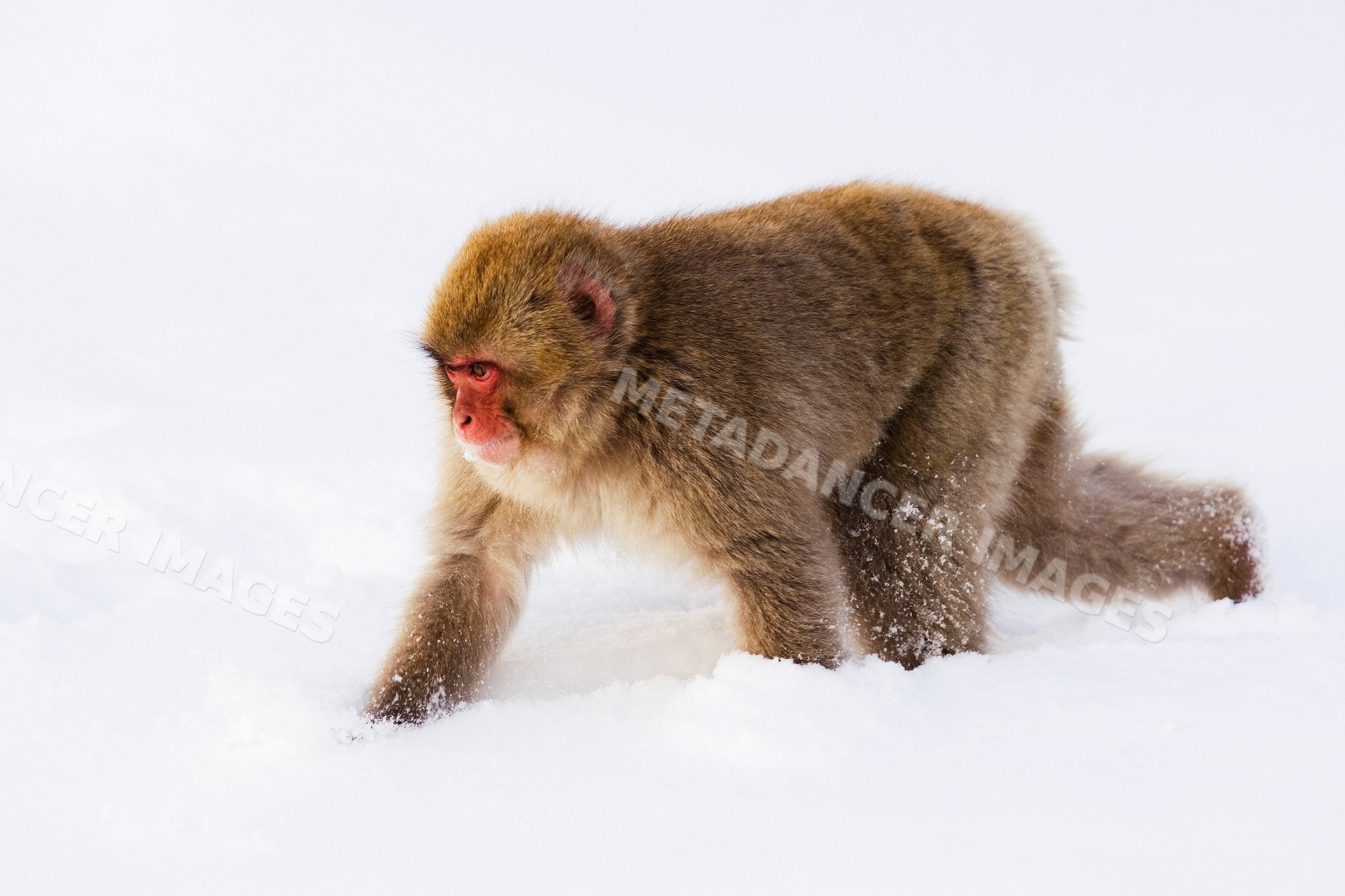 Japanese macaque walking in Japan winter landscape