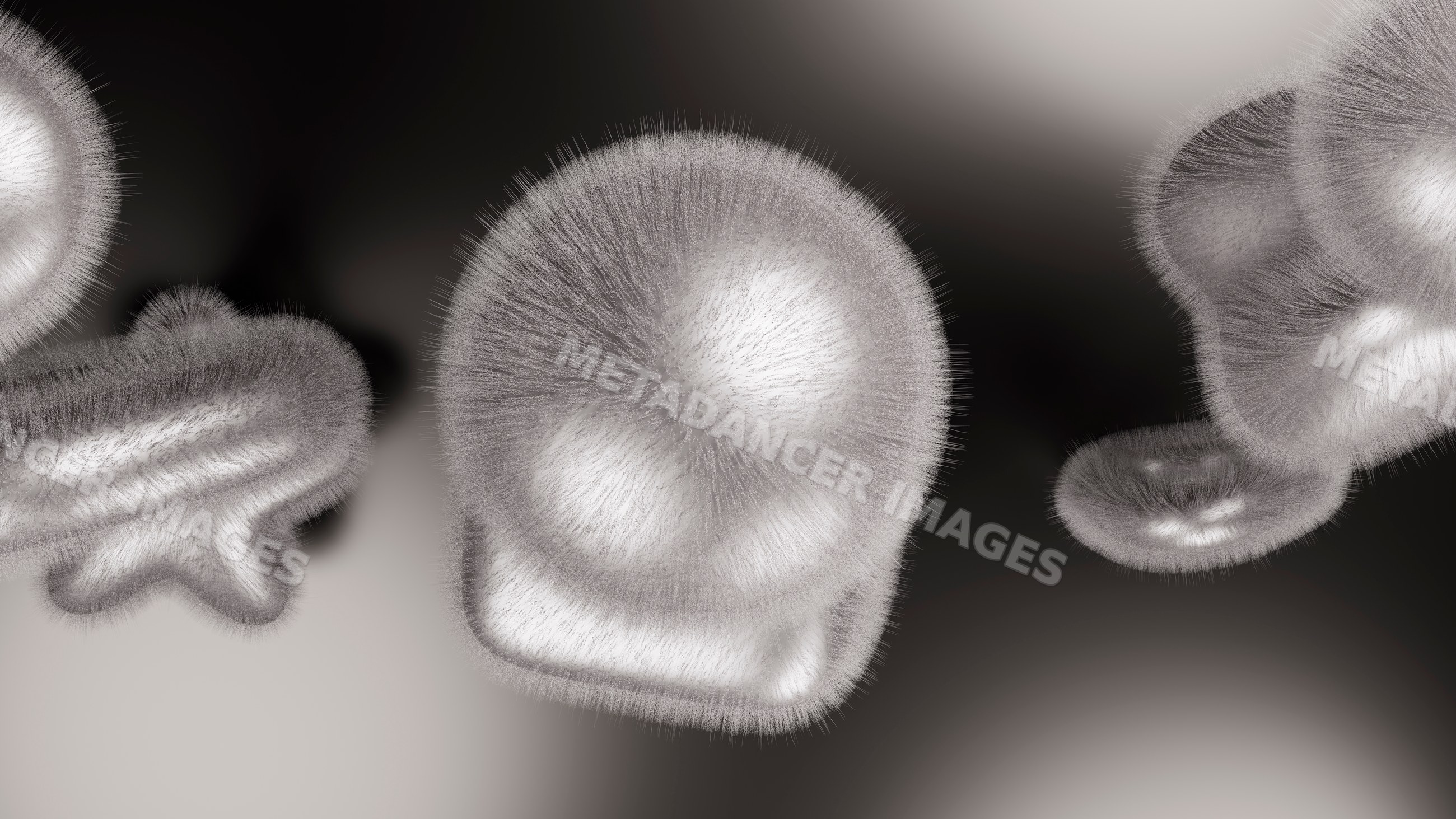 Close-up illustration of hairy mold fungus colonies with spores