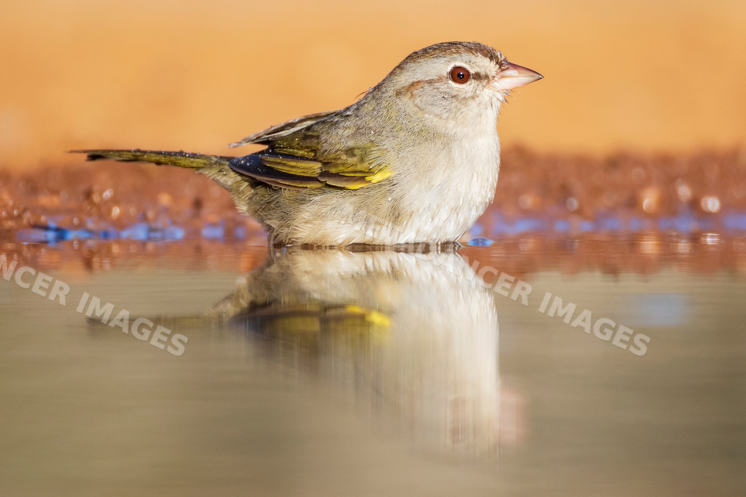 Olive Sparrow bathing in water at santa clara ranch