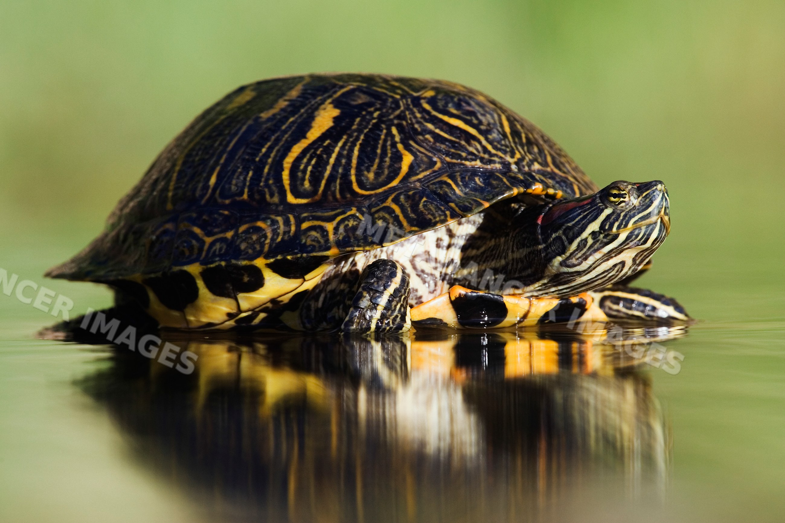 Red-eared slider turtle on water surface in Texas, USA