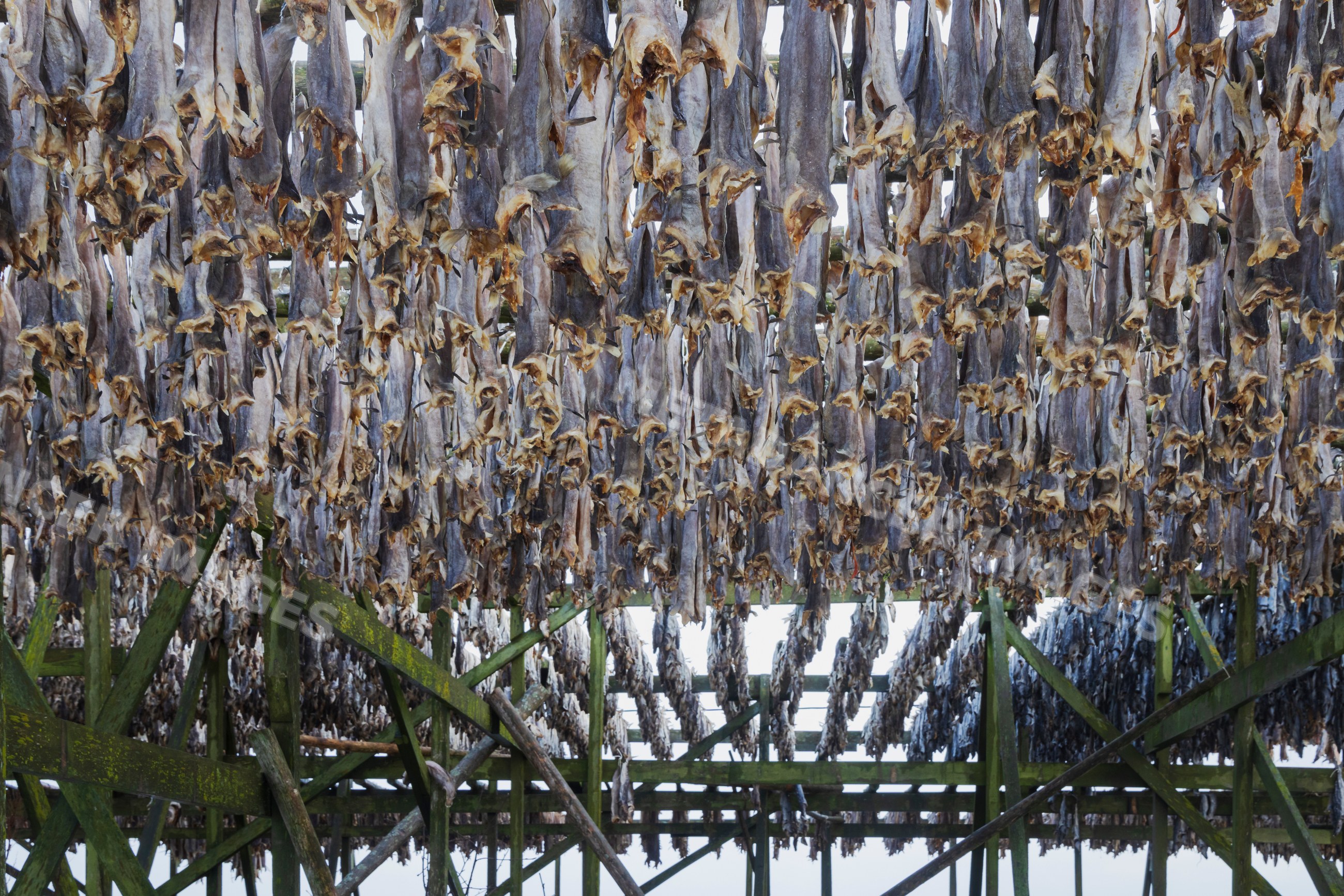 Cod drying on wooden racks in henningsvaer, Lofoten, Norway