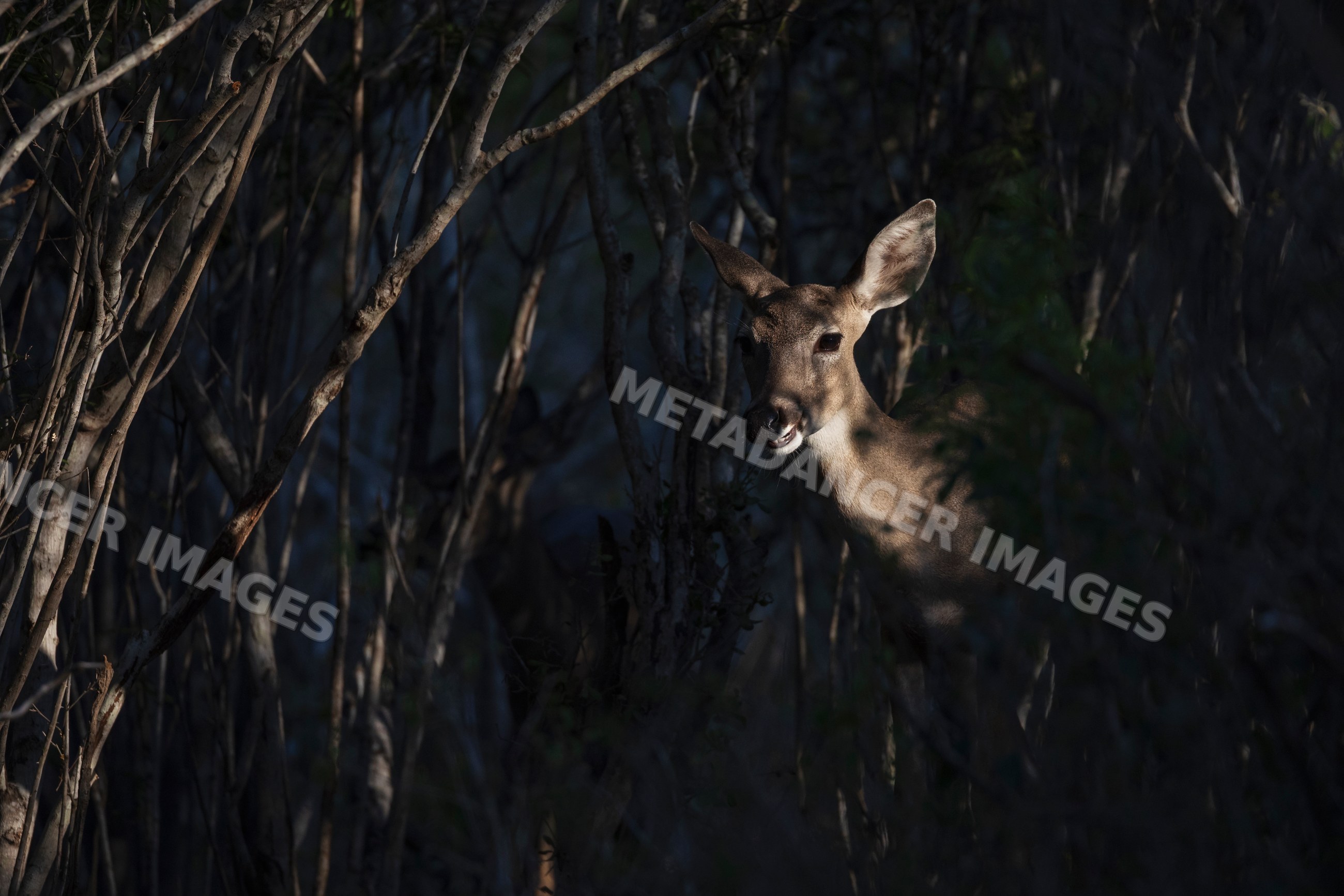 White-Tail Doe standing cautiously in forest at santa clara Ranch