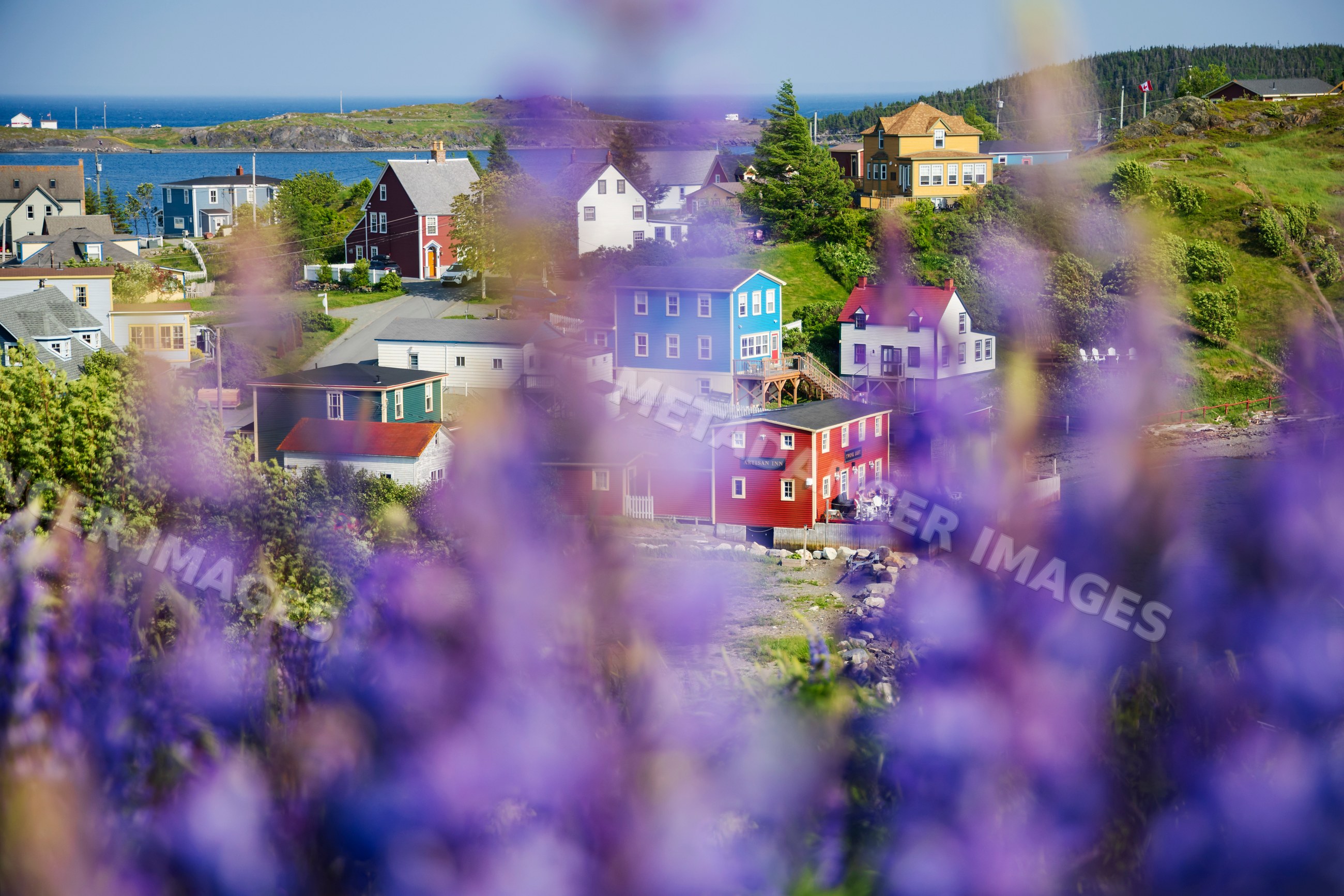 Colourful Houses and lupines in coastal trinity