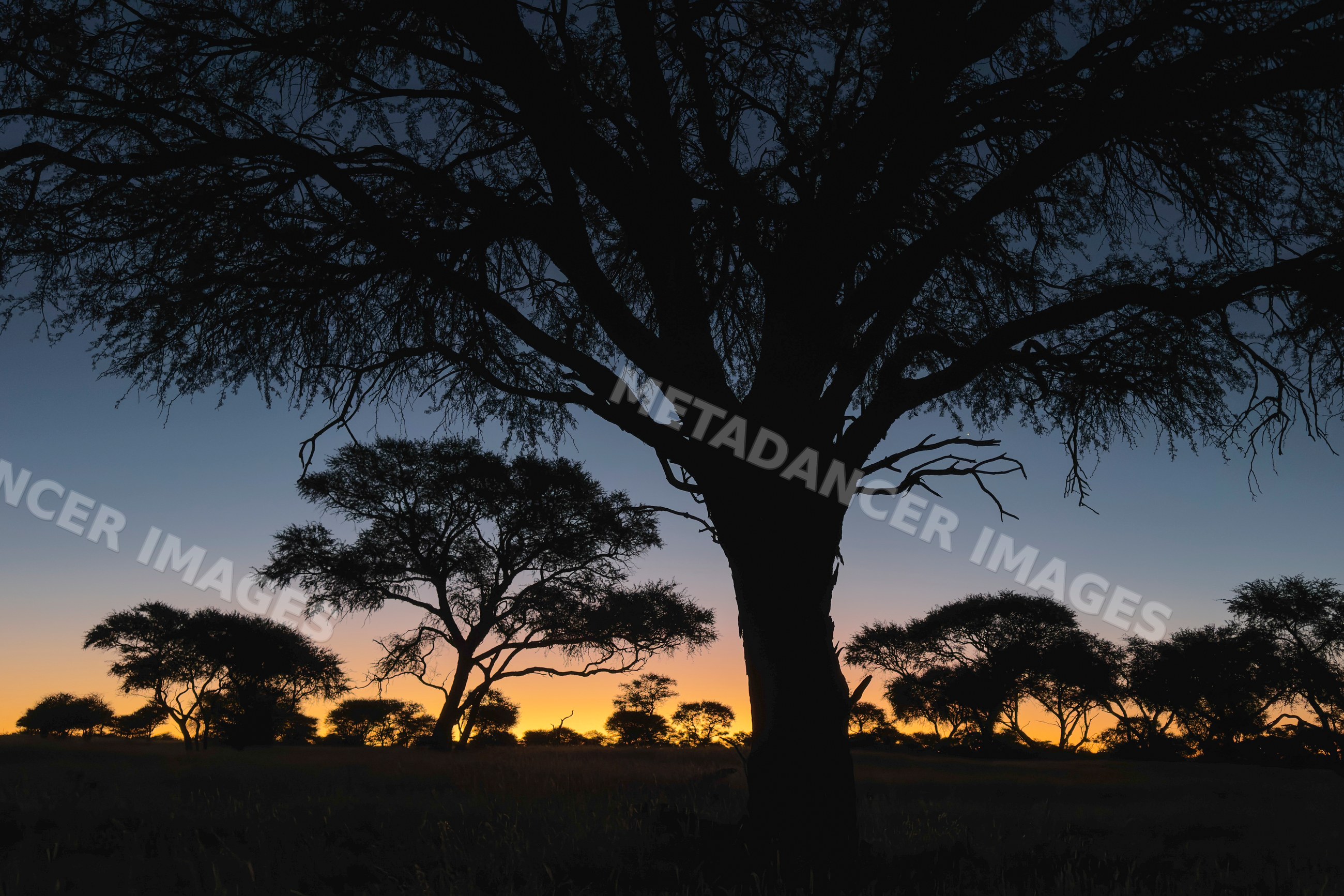 Silhouetted trees at Sunset in Namibia savanna