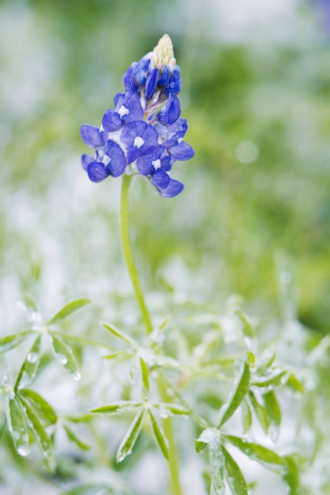 Bluebonnet flower with dew in snow texas hill country