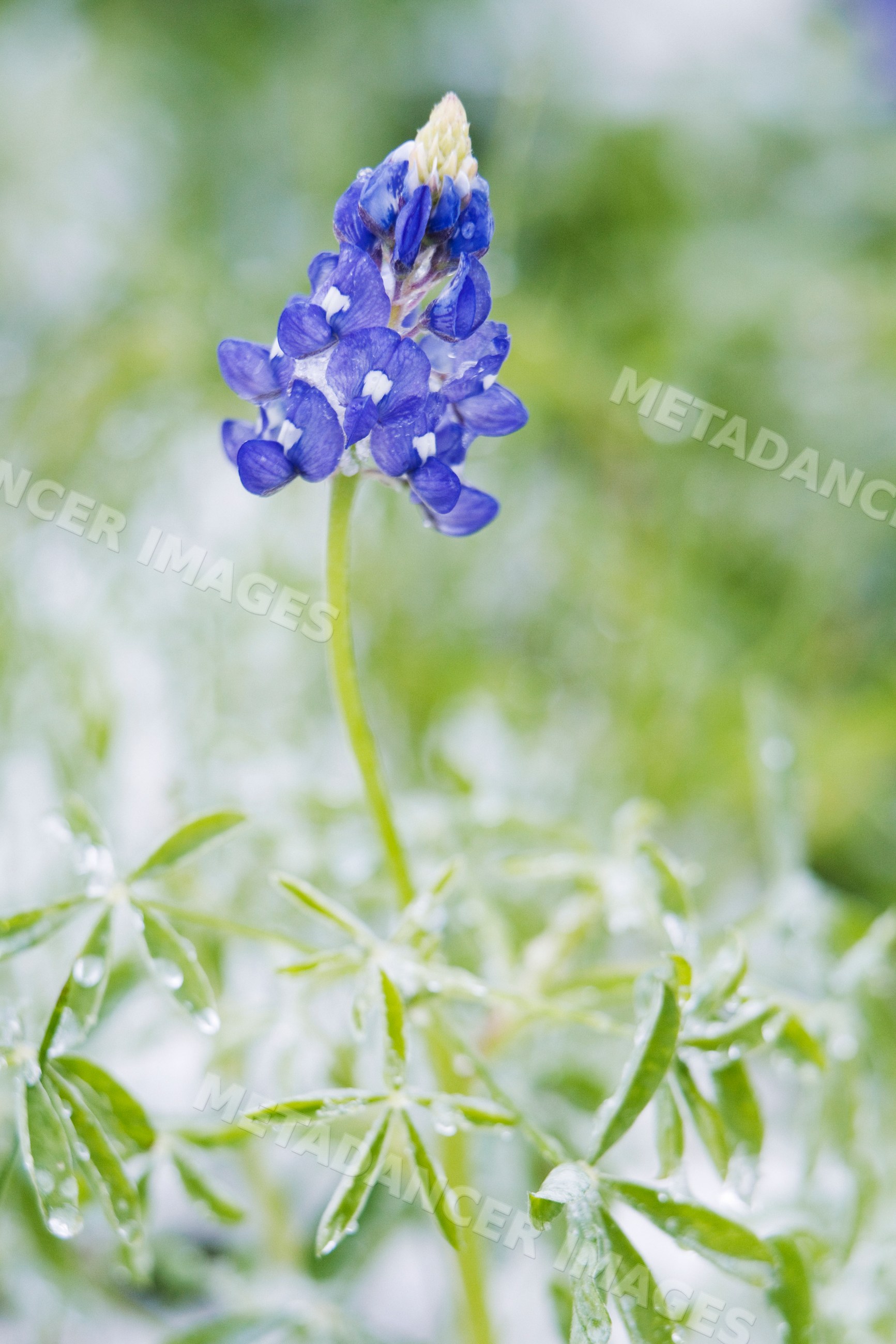 Bluebonnet flower with dew in snow texas hill country