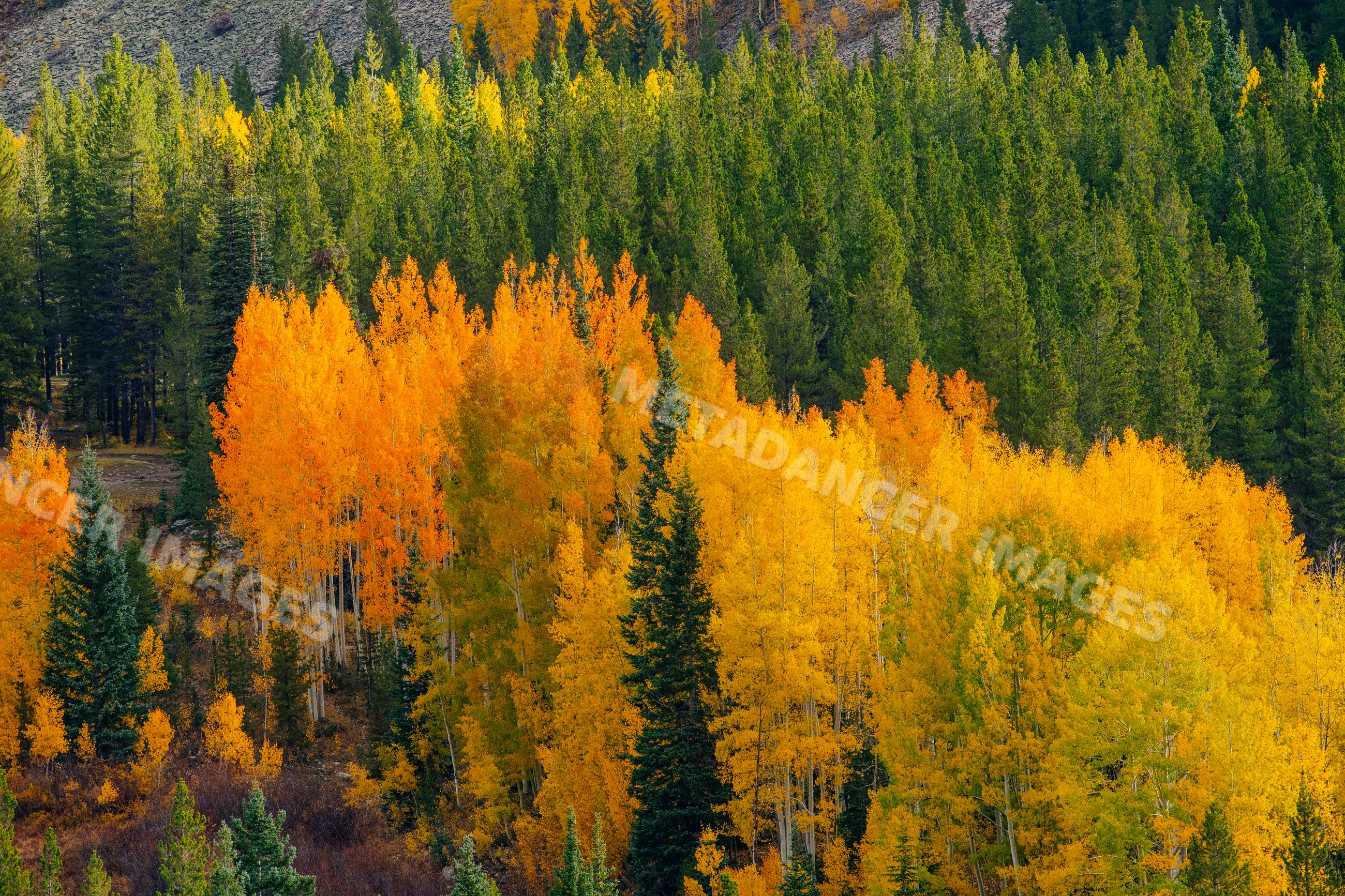 Aspen and pine trees showing fall colors on mountain slope