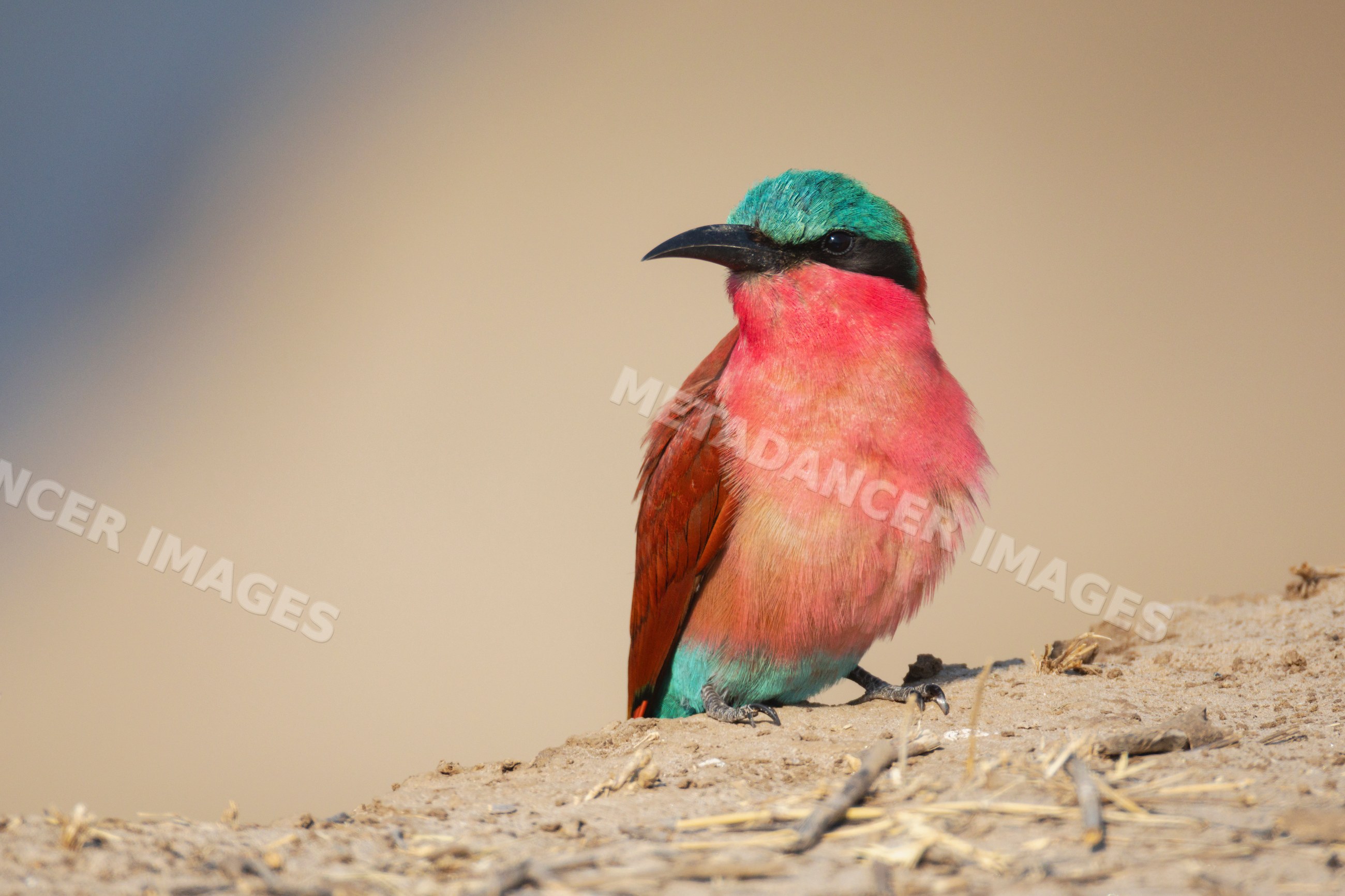 Carmine Bee-Eater perched on nesting colony edge in South Luangwa