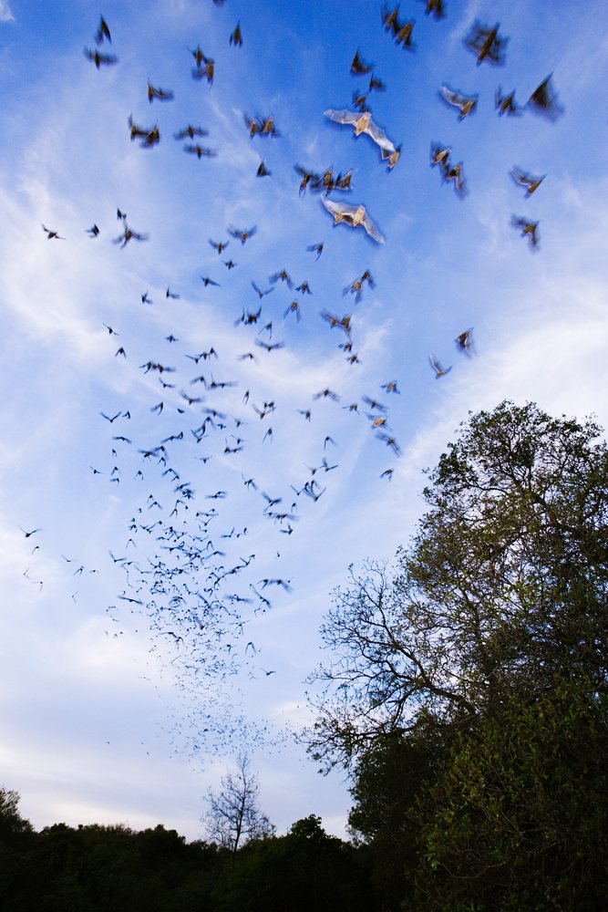 Mexican free-tailed bats in flight over Texas trees