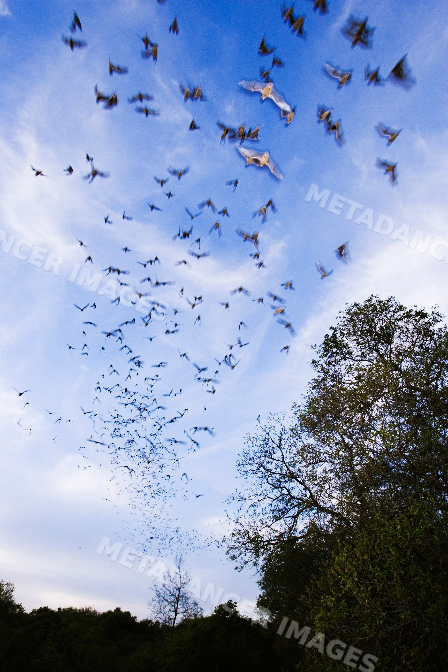 Mexican free-tailed bats in flight over Texas trees