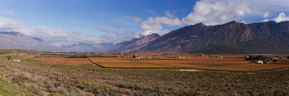 Hex river valley vineyard landscape, south africa during autumn
