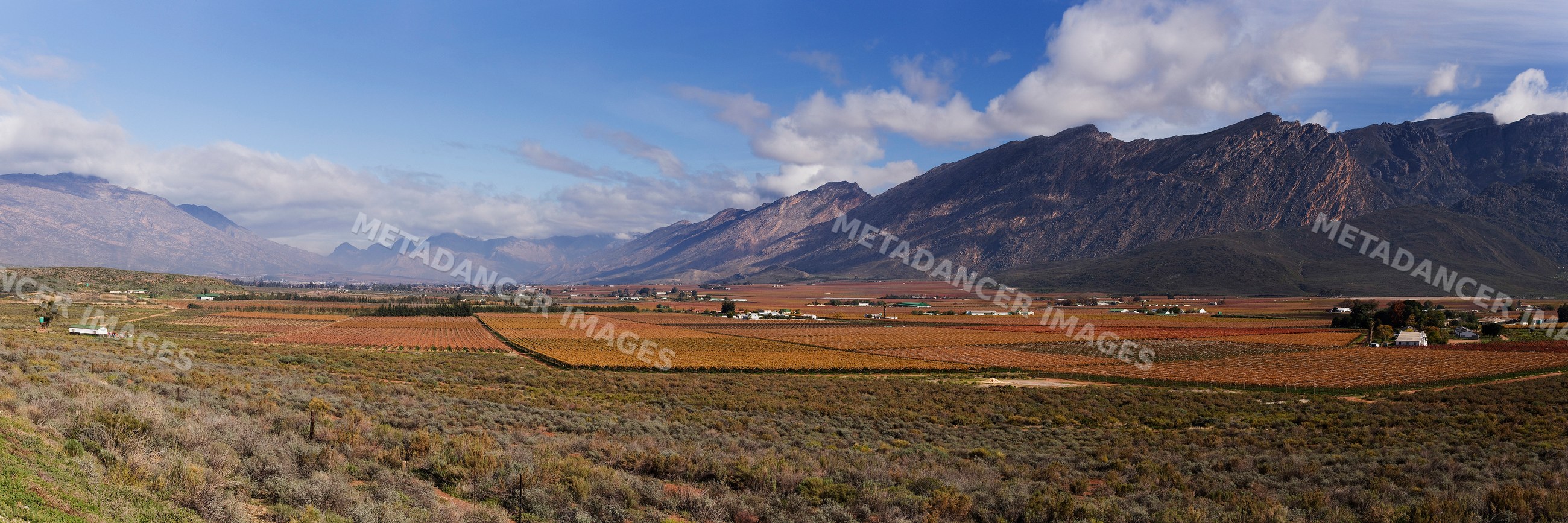 Hex river valley vineyard landscape, south africa during autumn