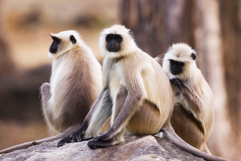 Langur monkeys sitting closely on a rock in natural forest habitat