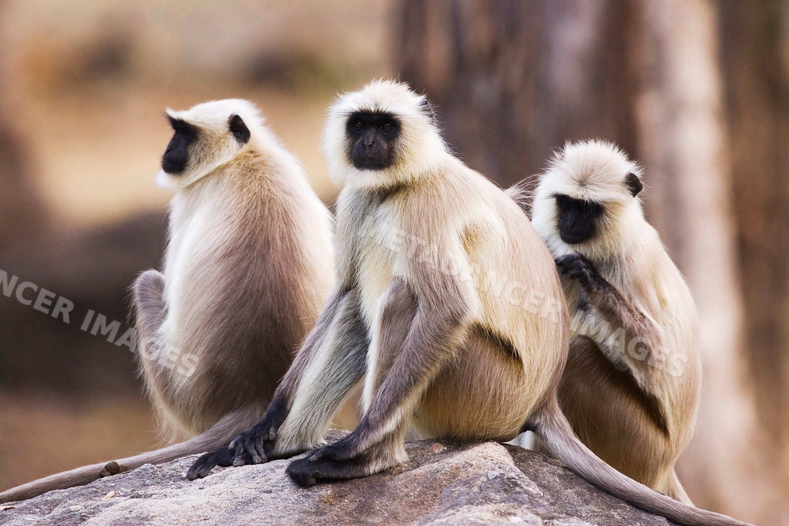 Langur monkeys sitting closely on a rock in natural forest habitat