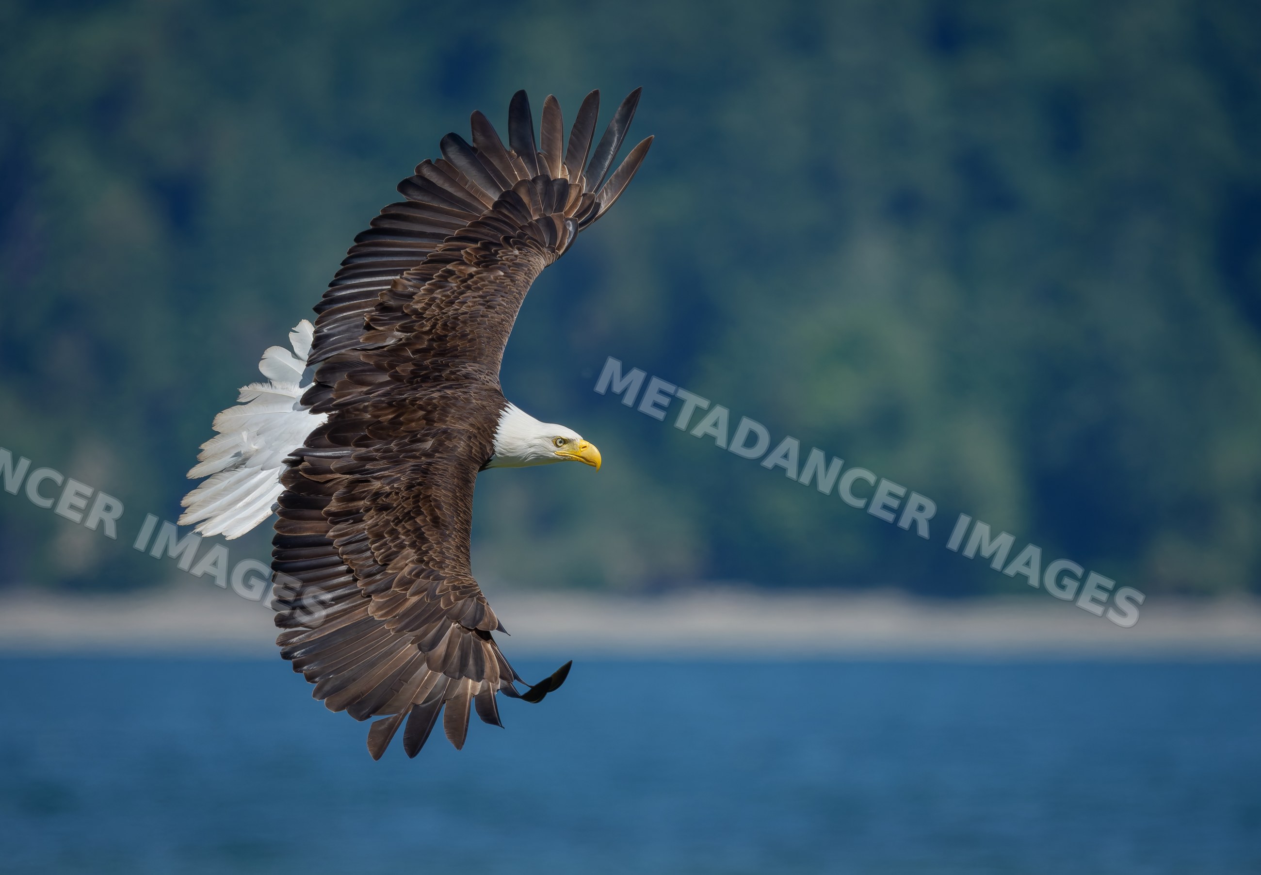 Bald eagle soaring over water