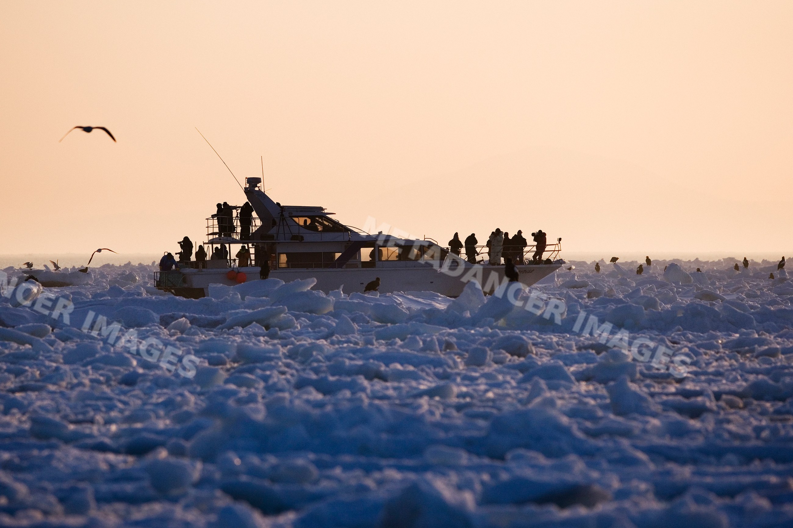Boat with photographers observing eagles on sea ice, hokkaido, Japan