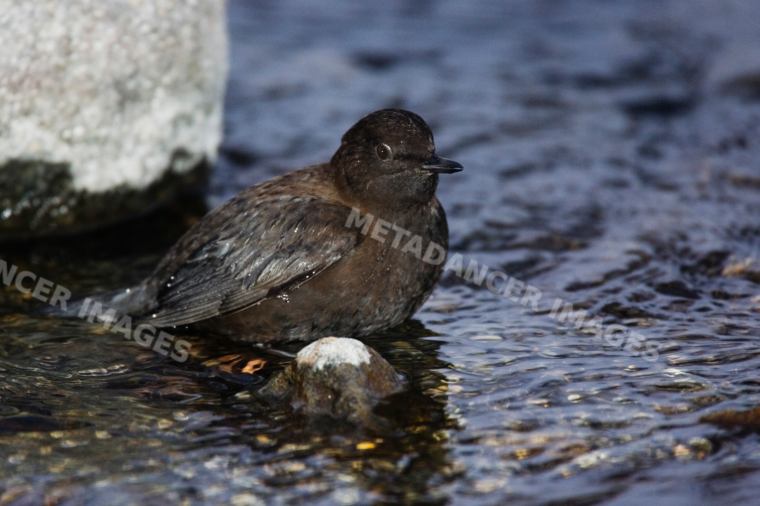 Brown dipper bird wading in shallow river water on shiretoko peninsula