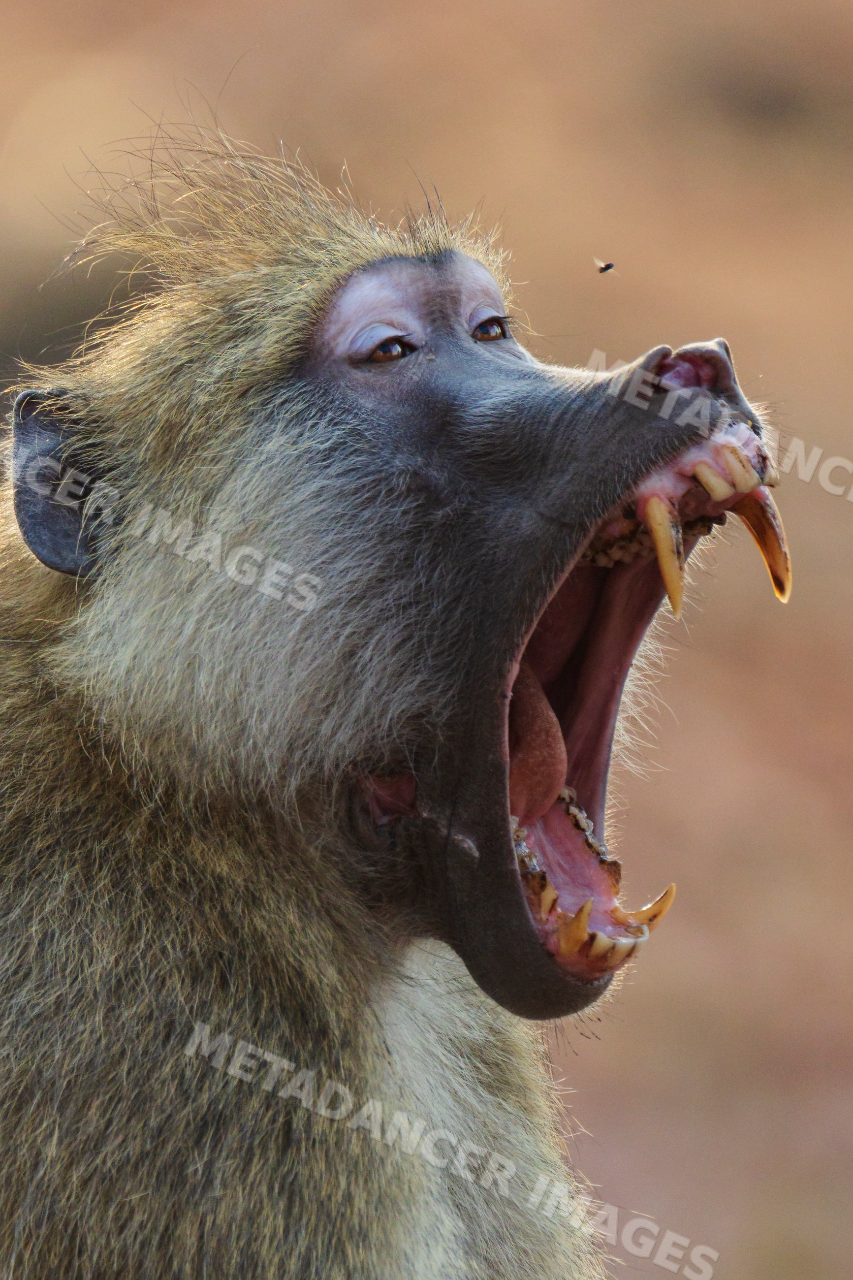 Baboon baring its teeth in South Luangwa national park, Zambia